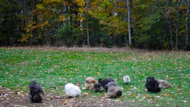 Silkies Free Ranging