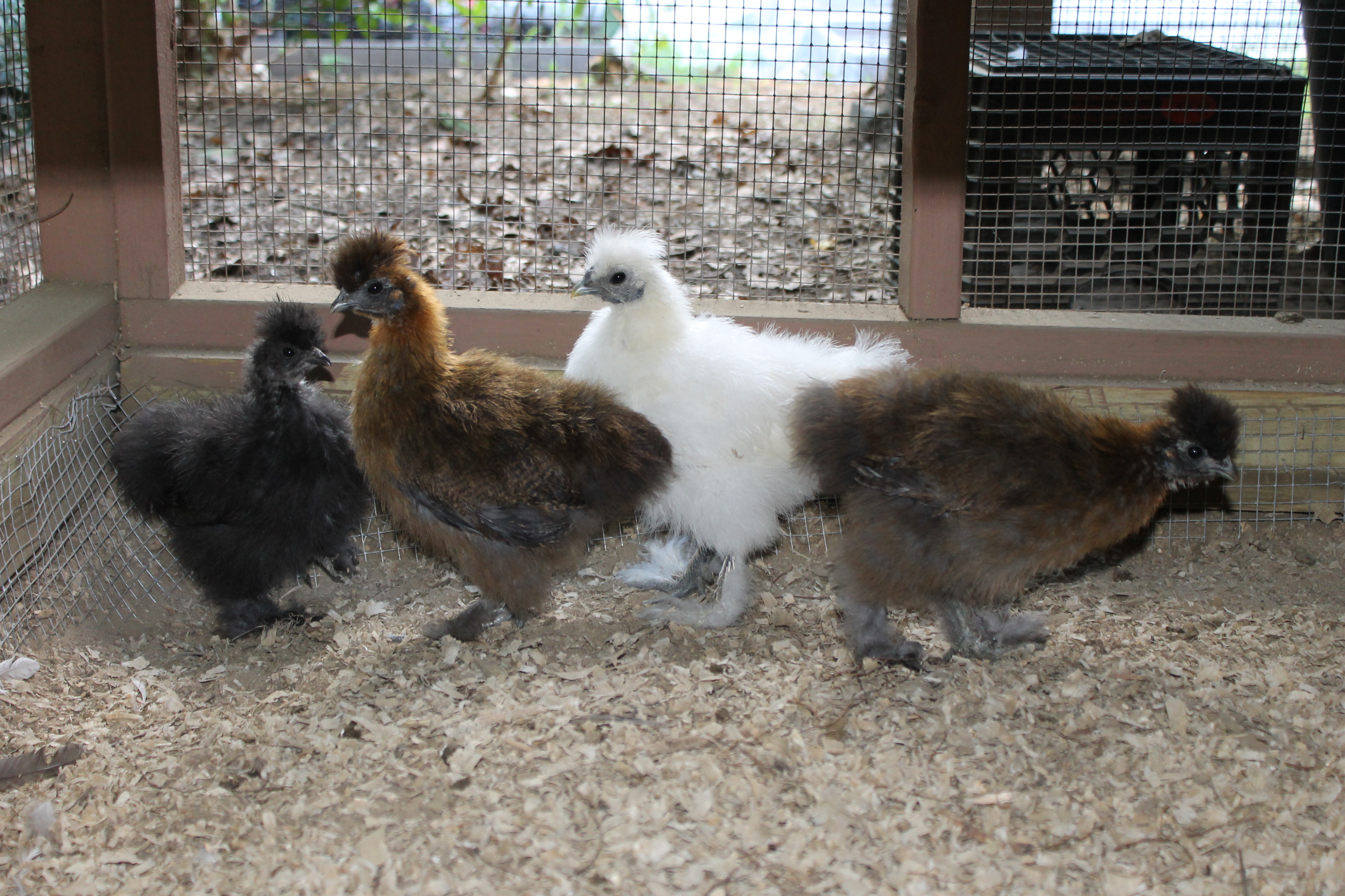 Silkies from My Pet Chicken.