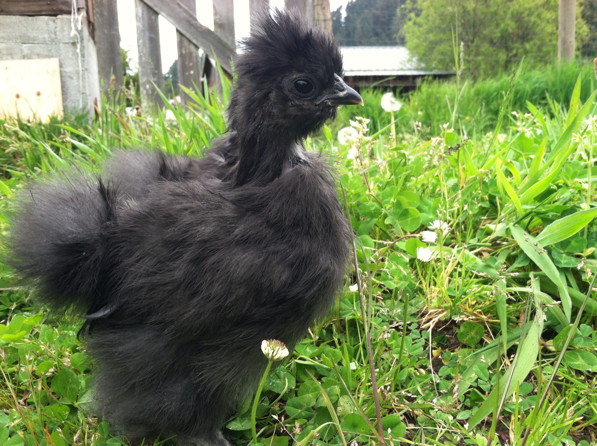 Silkies have recently become my favorite breed! They are so docile and sweet.