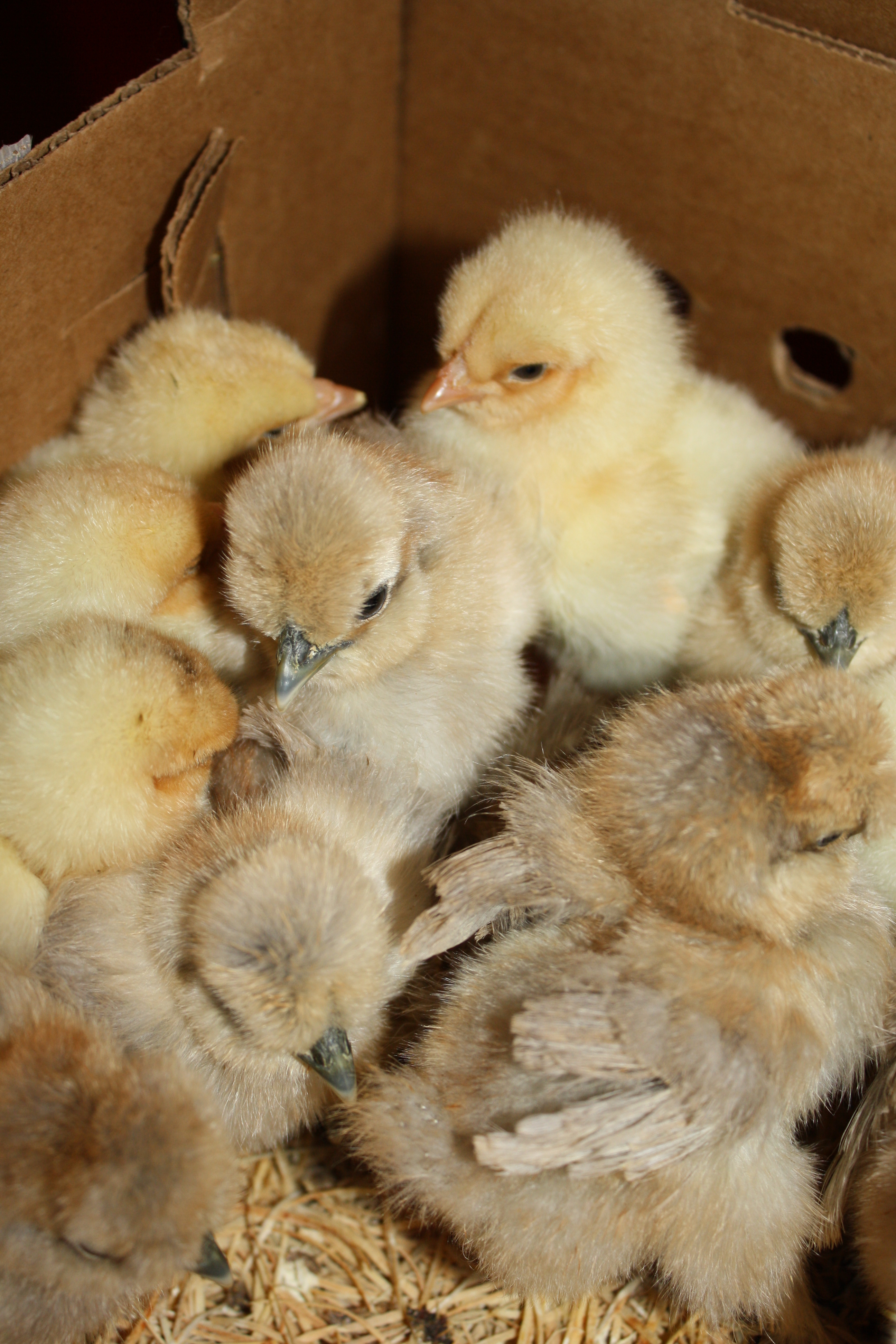 Silkies I just got today ! from East Coast Silkies