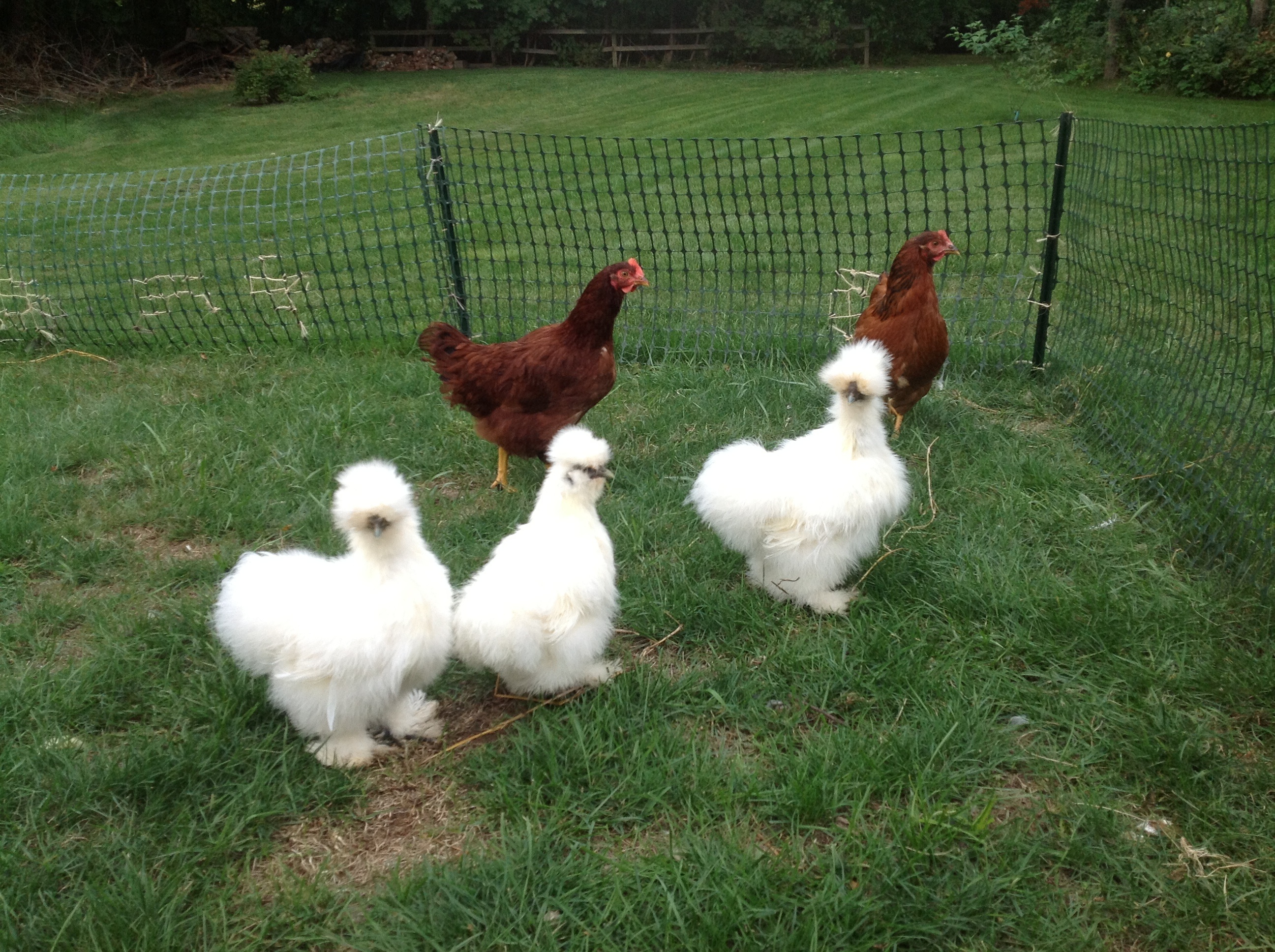 Silkies in run.