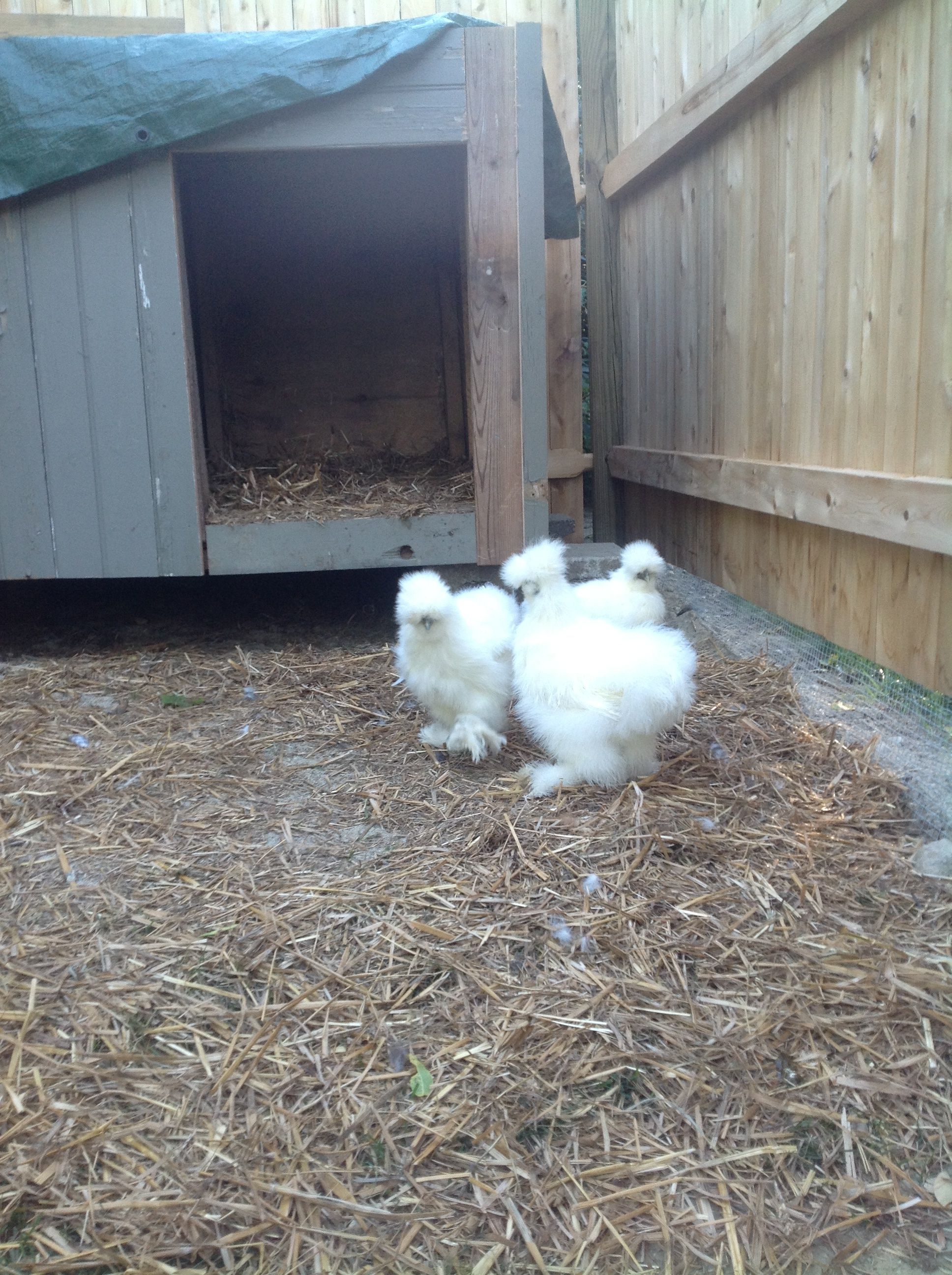 Silkies in run.