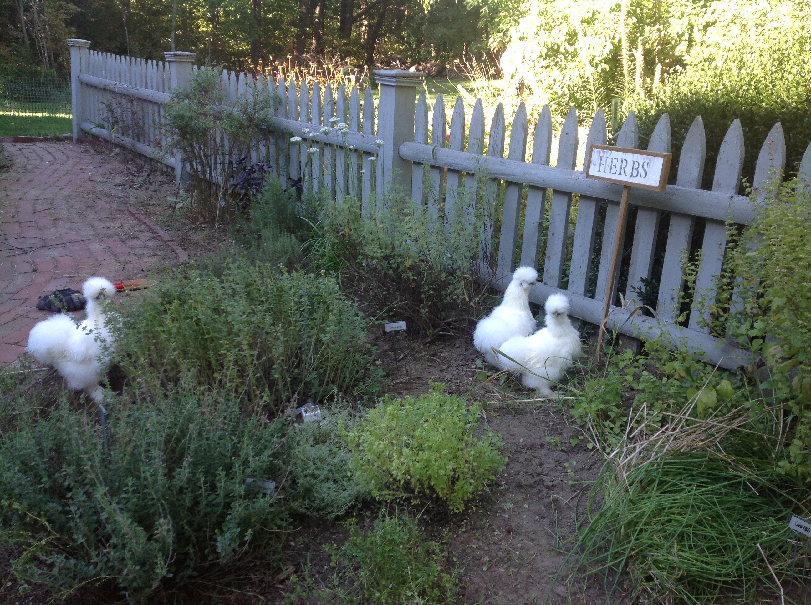 Silkies in the herb garden.