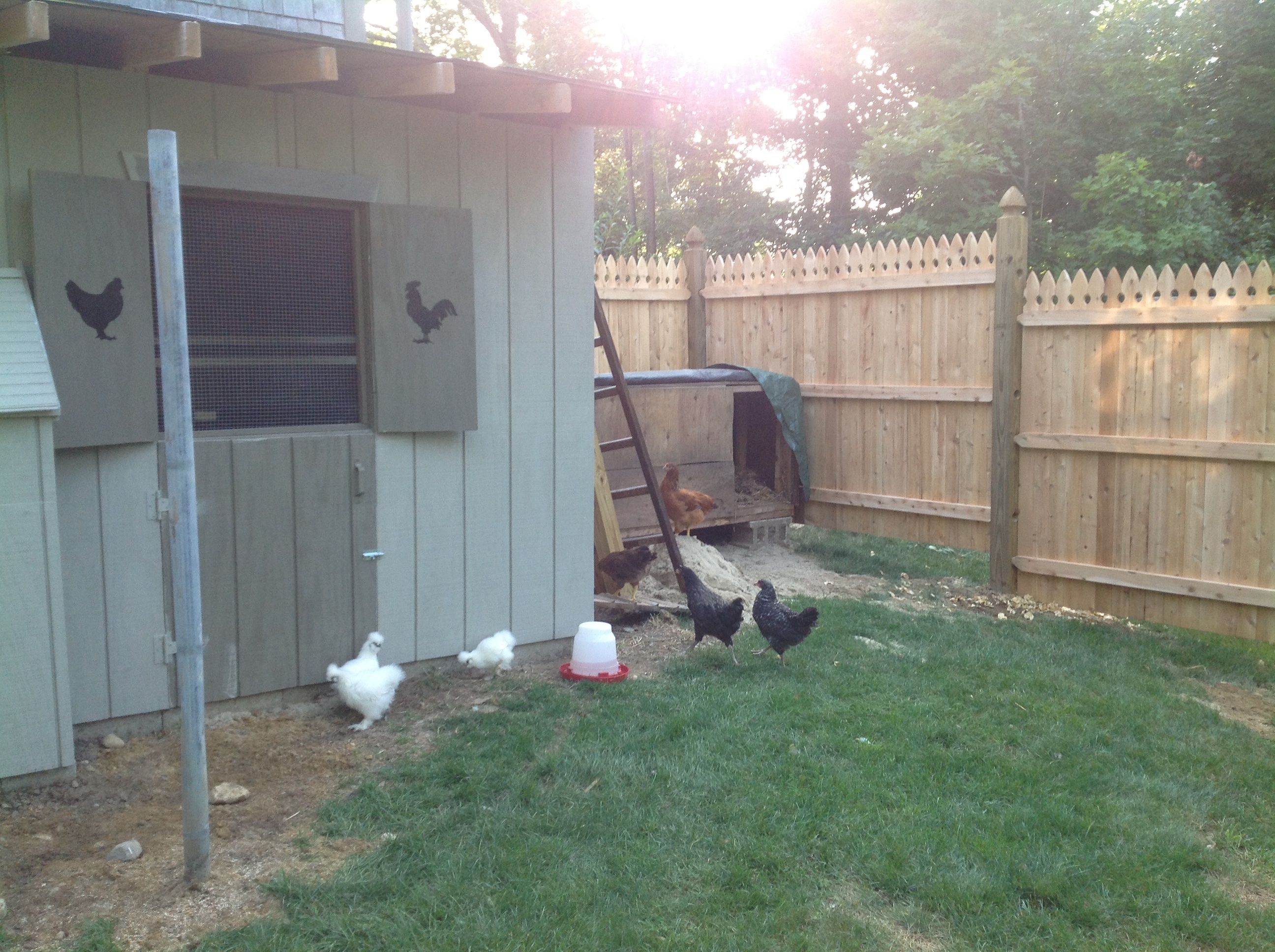 Silkies integrated into the flck...run as a separate gang, never socialize with the other chickens.  Love spending time free ranging in the herb garden.  Seldom roan too fram from coop...even when I am working on it they just hang out.