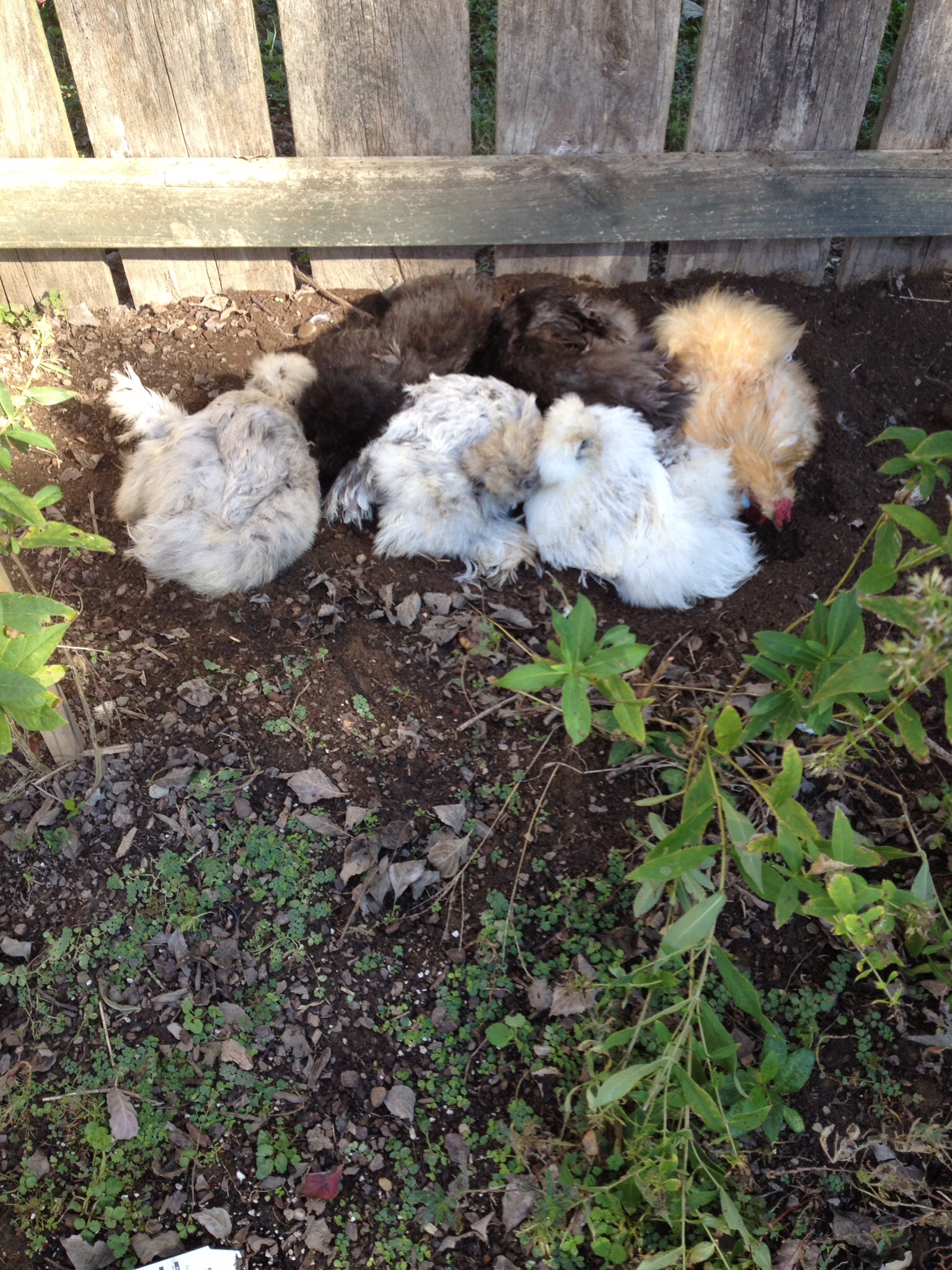 Silkies making a nice dust bath