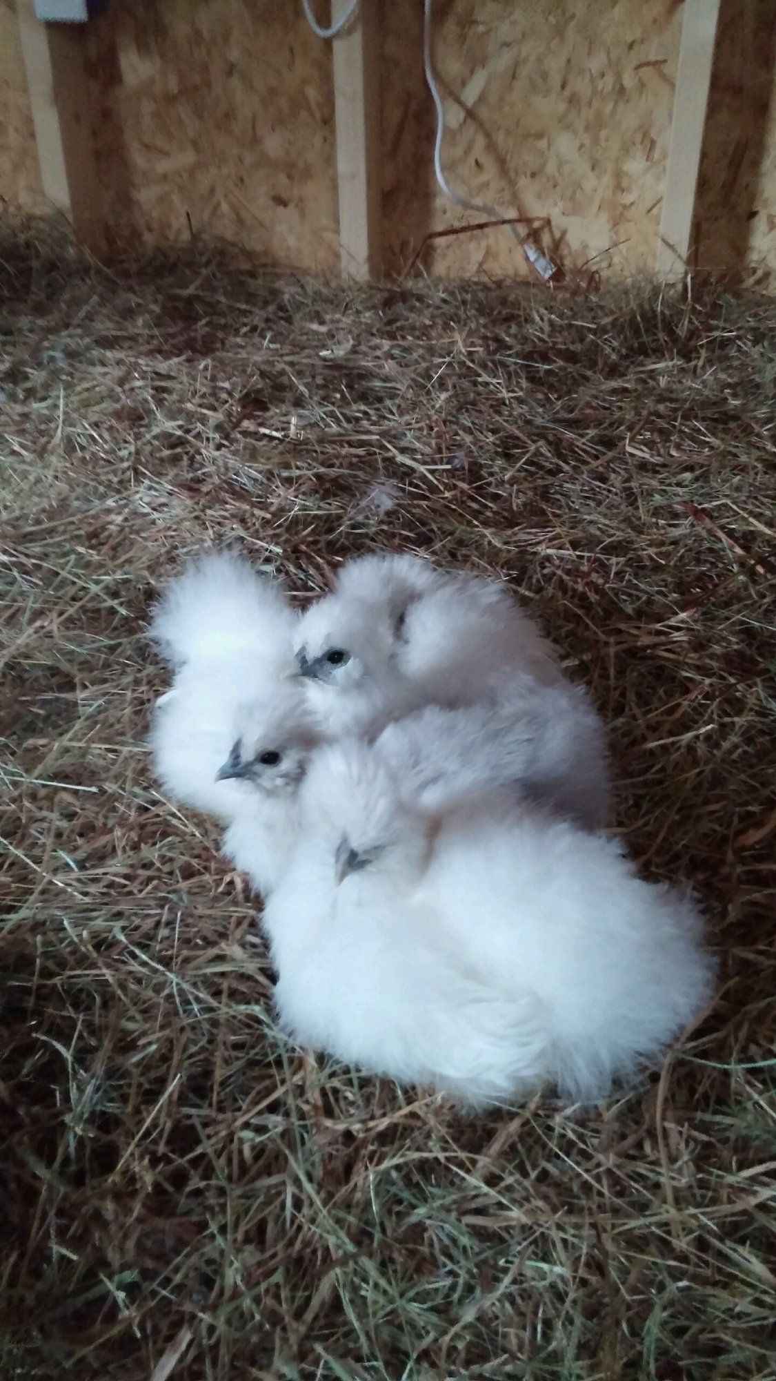 Silkies Resting