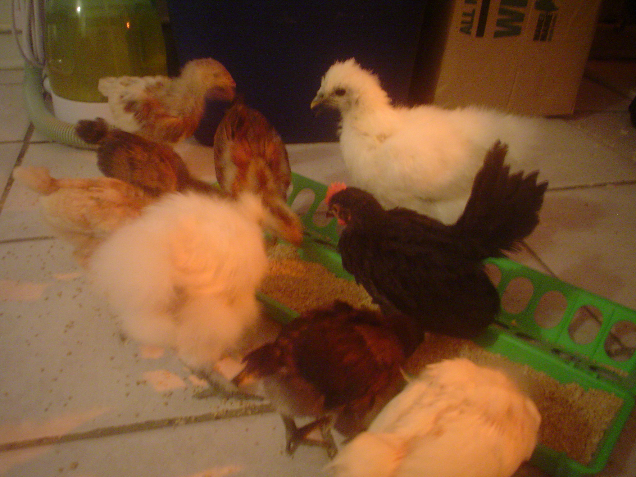 Silkies, seramas and a lot of other chickies.