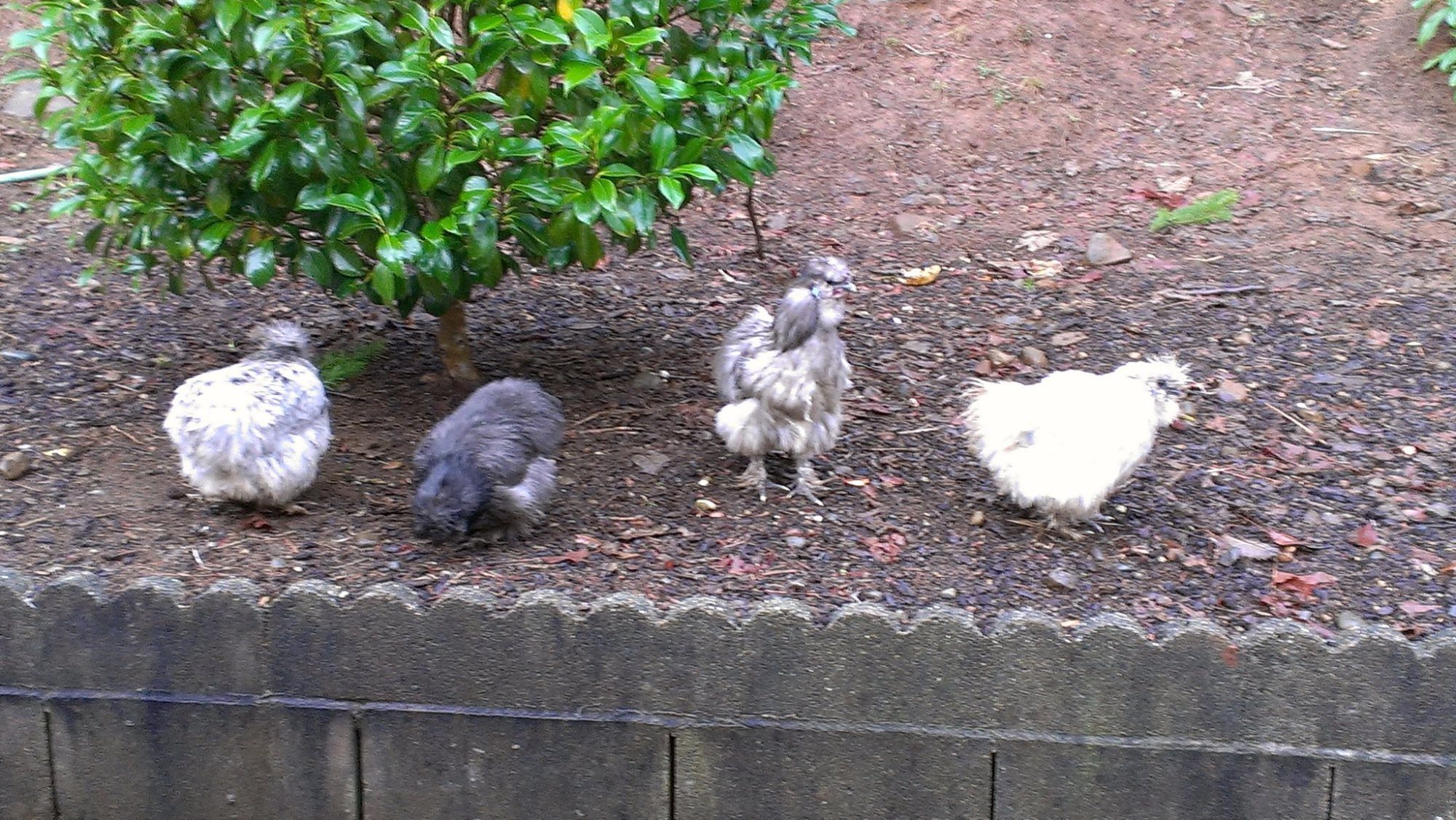 Silkies Splash, Sammy, Blu, Crazy