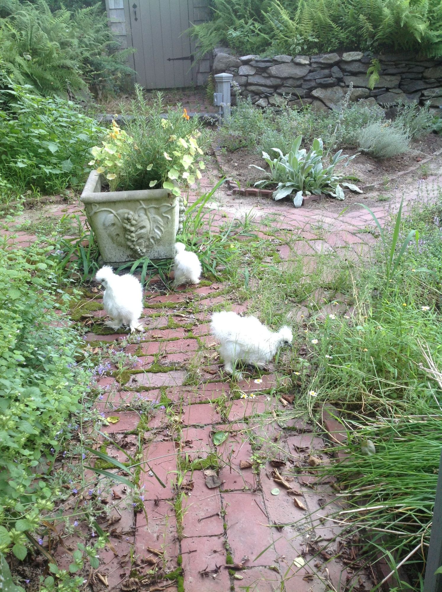 Silkies wondering the herb garden.