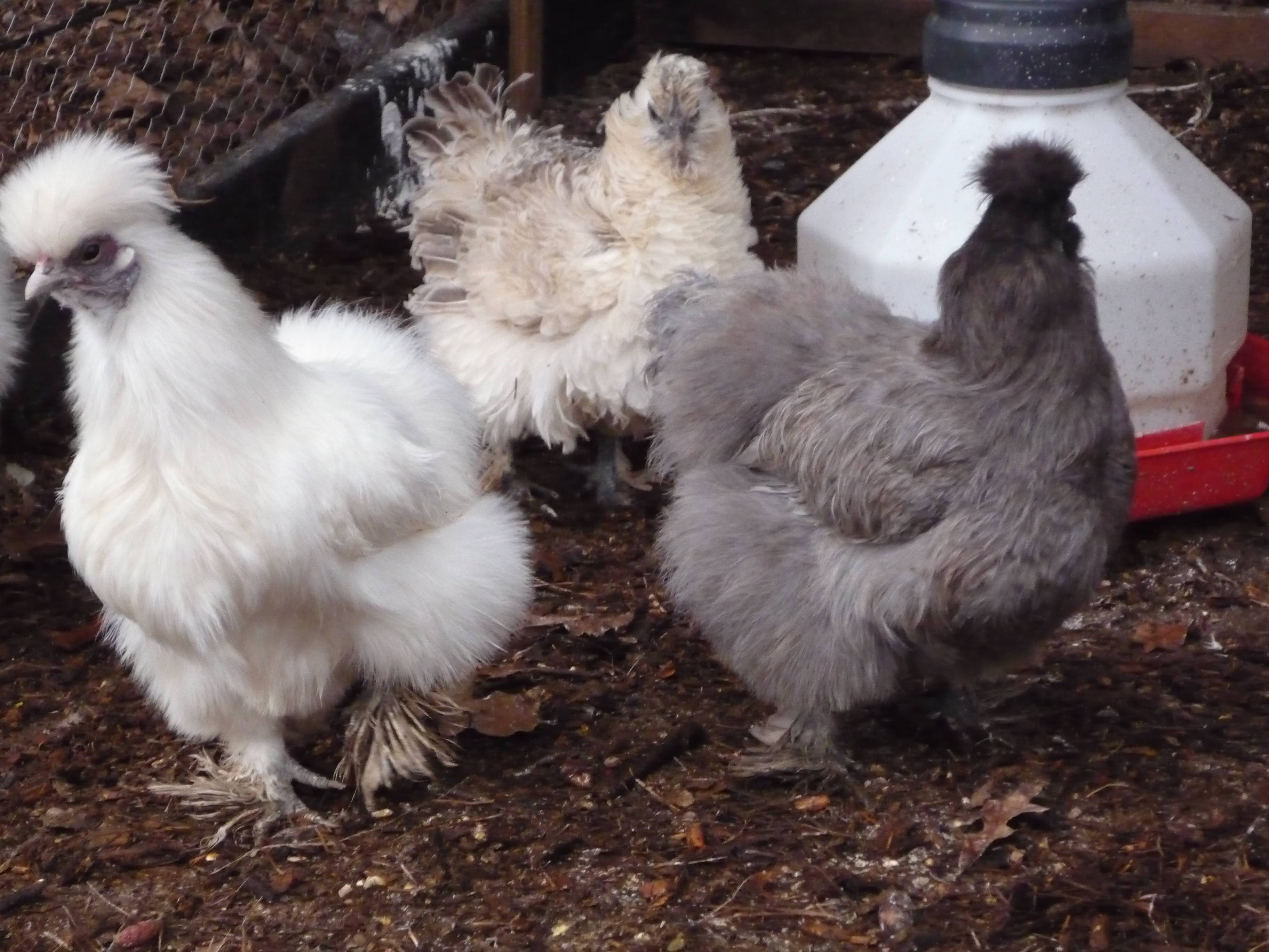 Silkies