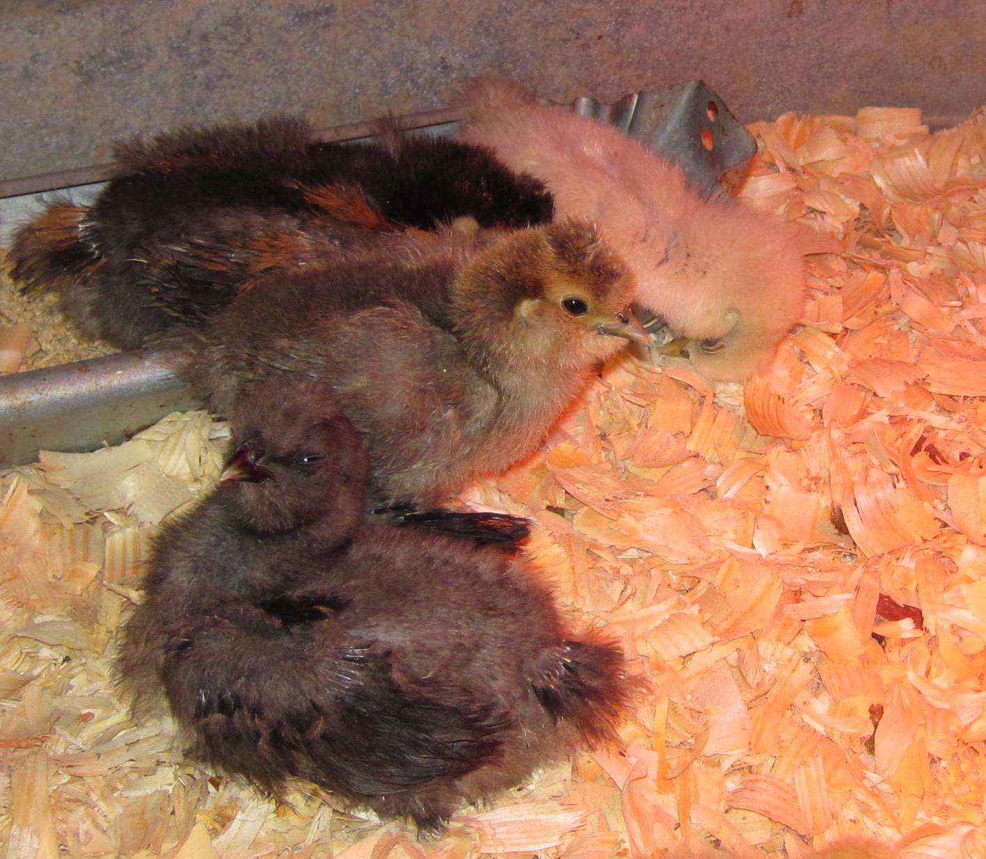Silkies