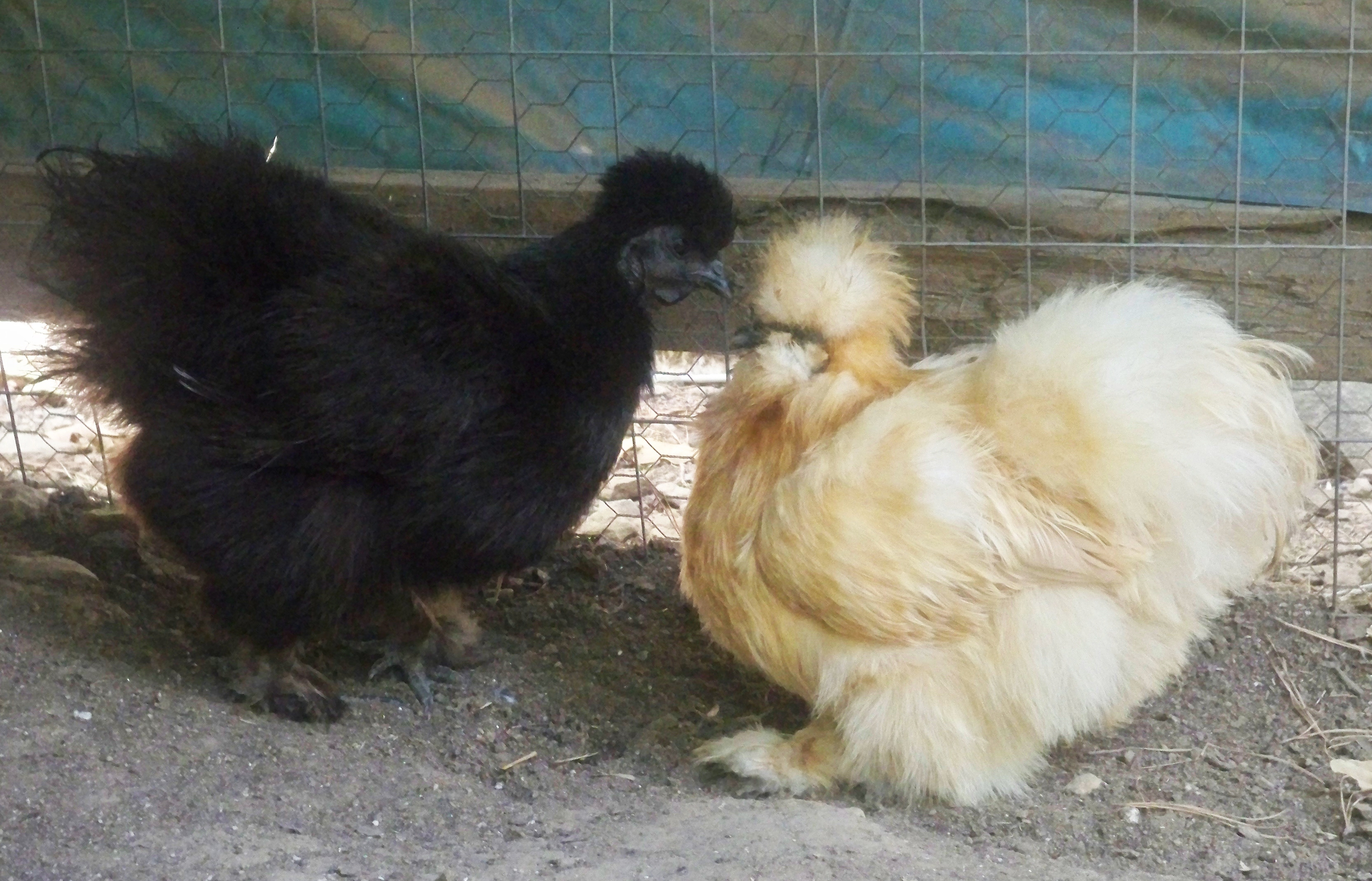 silkies