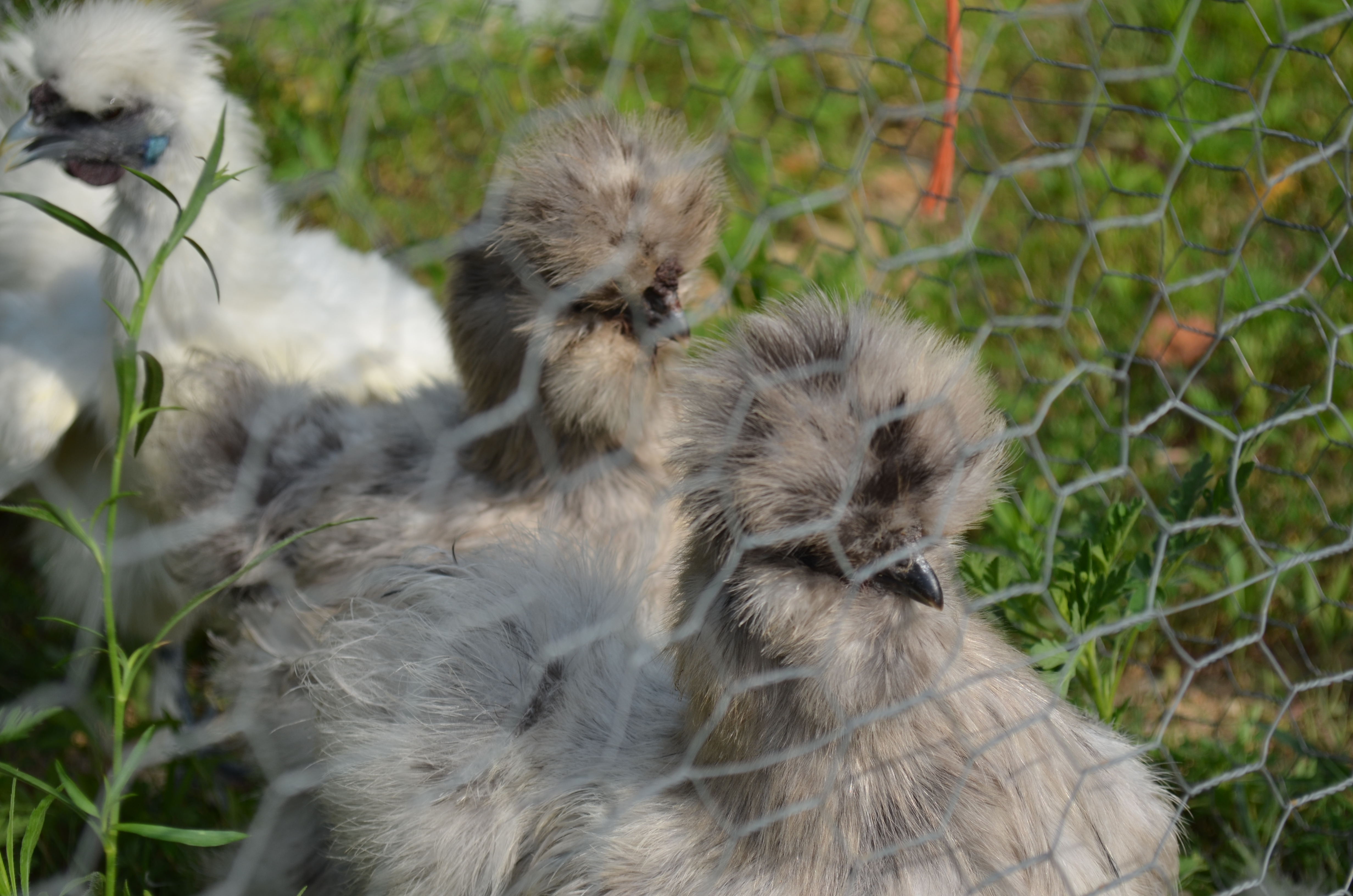 Silkies!