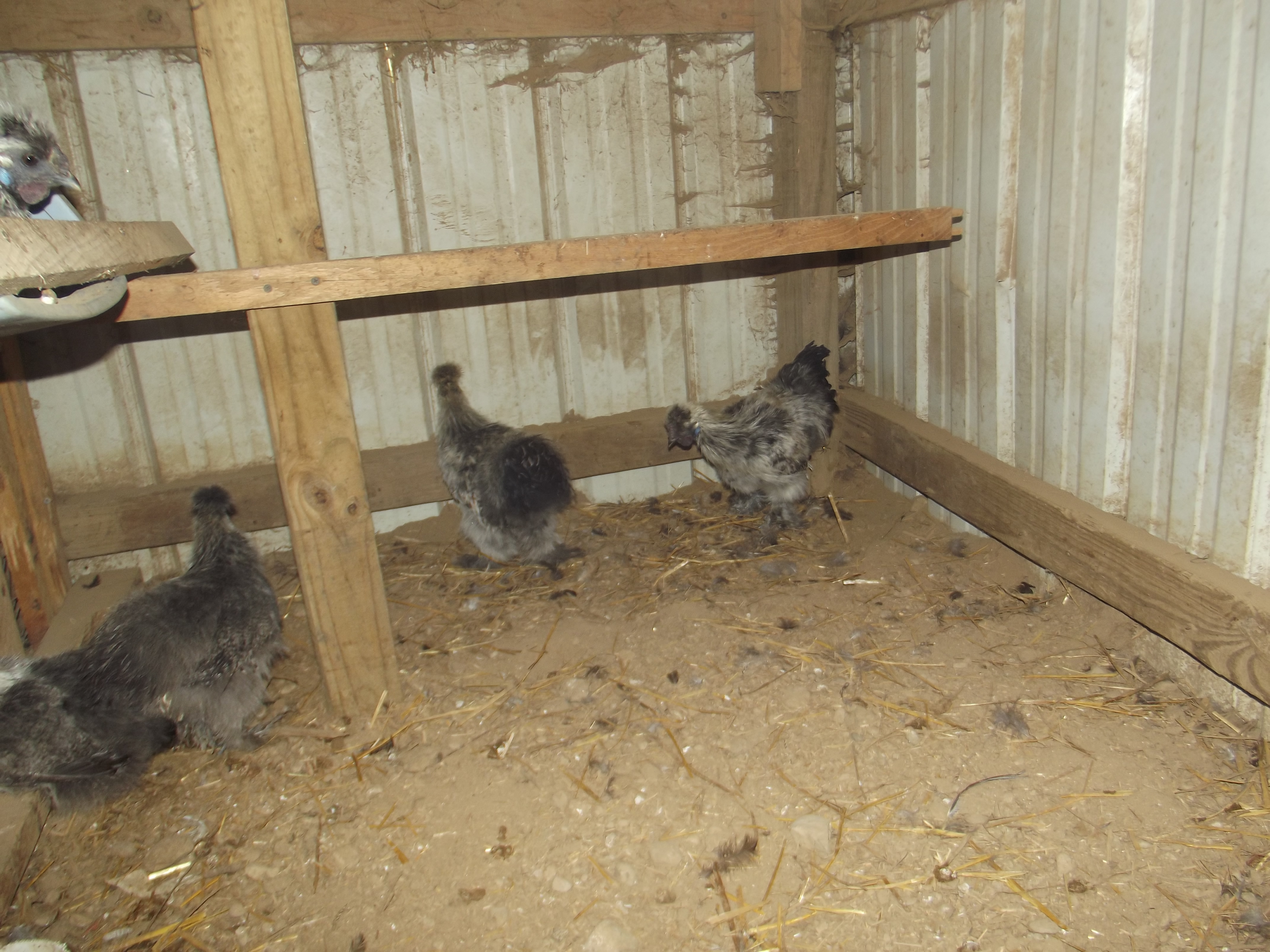 Silkies