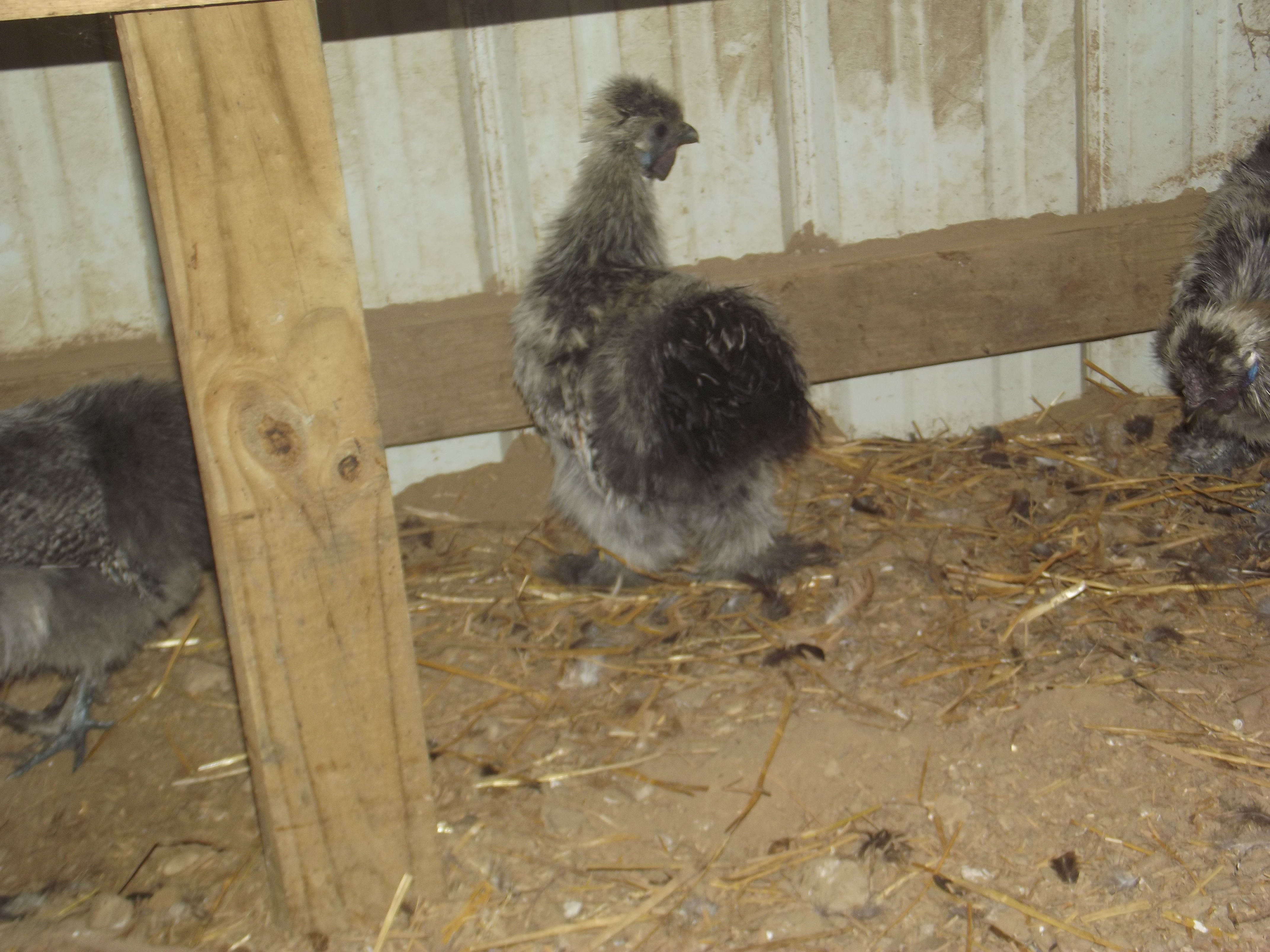 Silkies