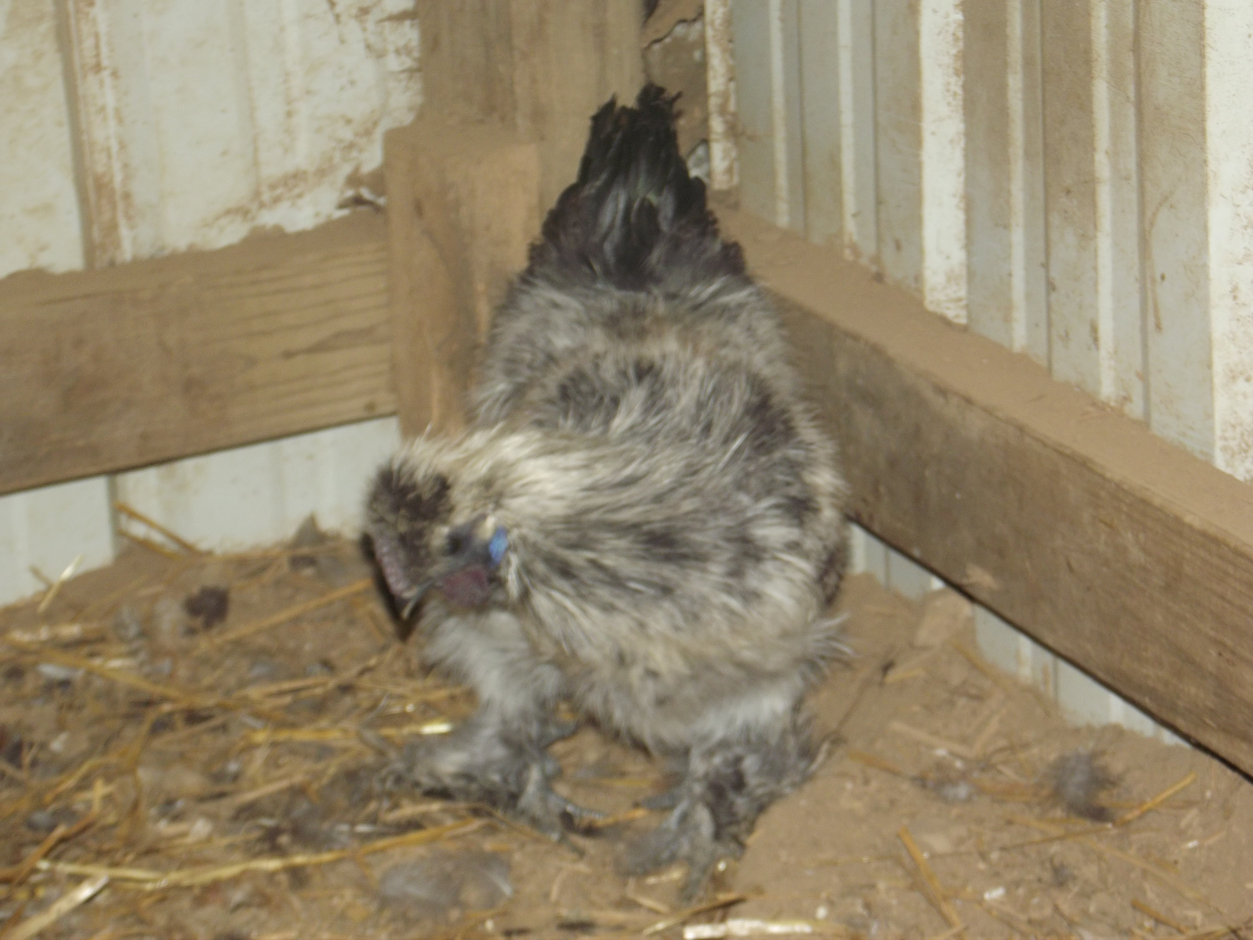 Silkies