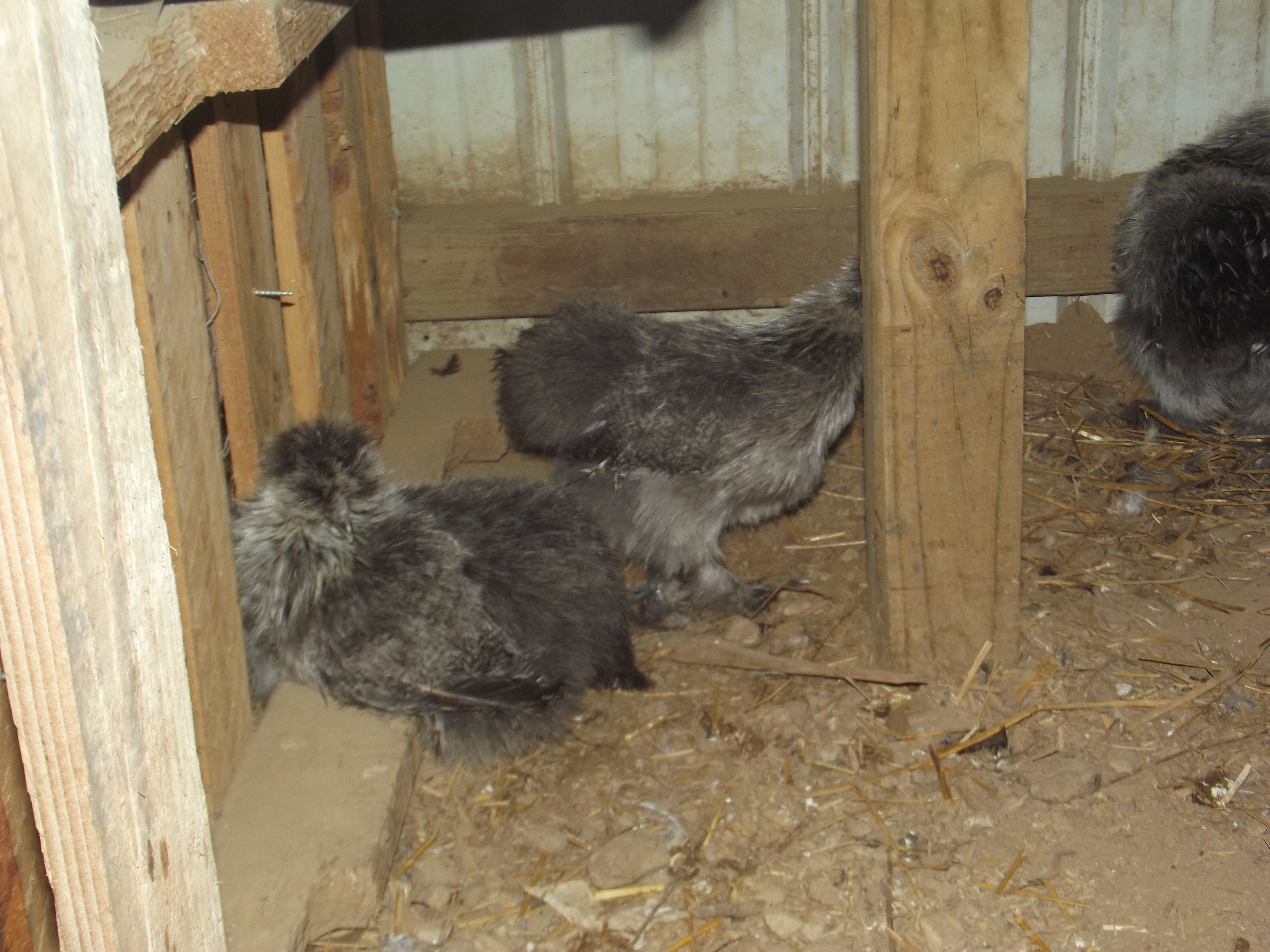 Silkies
