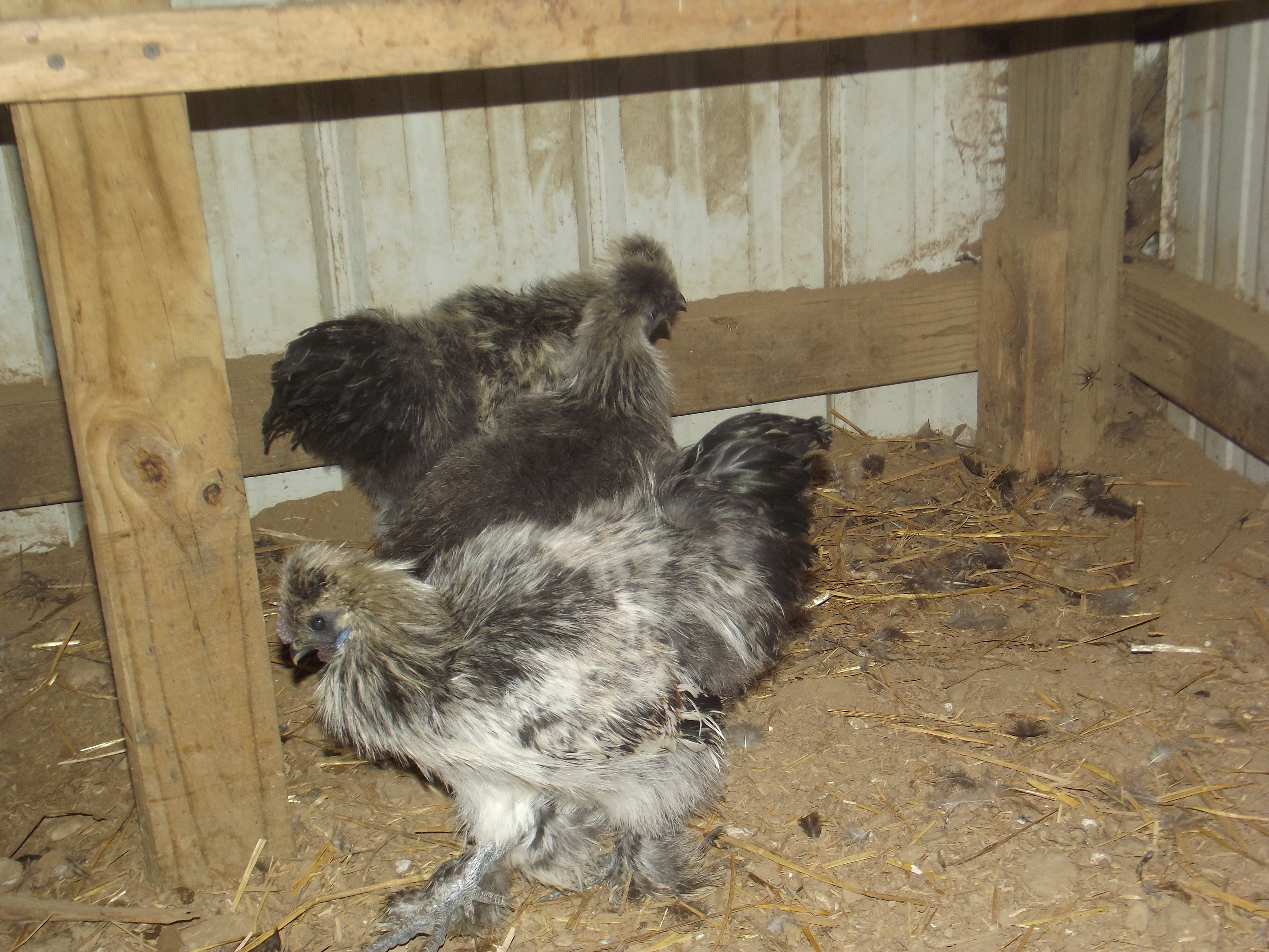 Silkies
