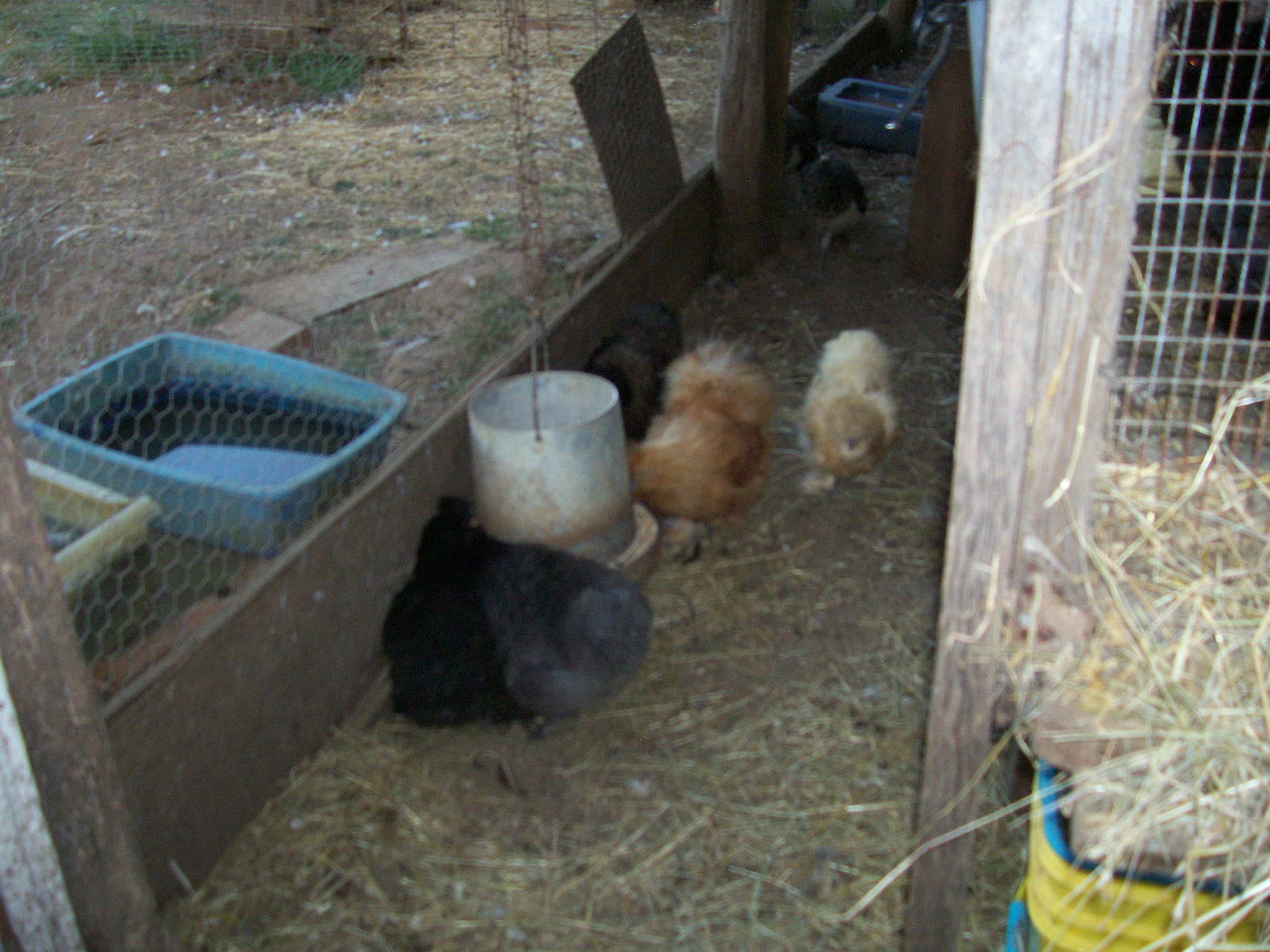 Silkies BackYard Chickens Learn How to Raise Chickens