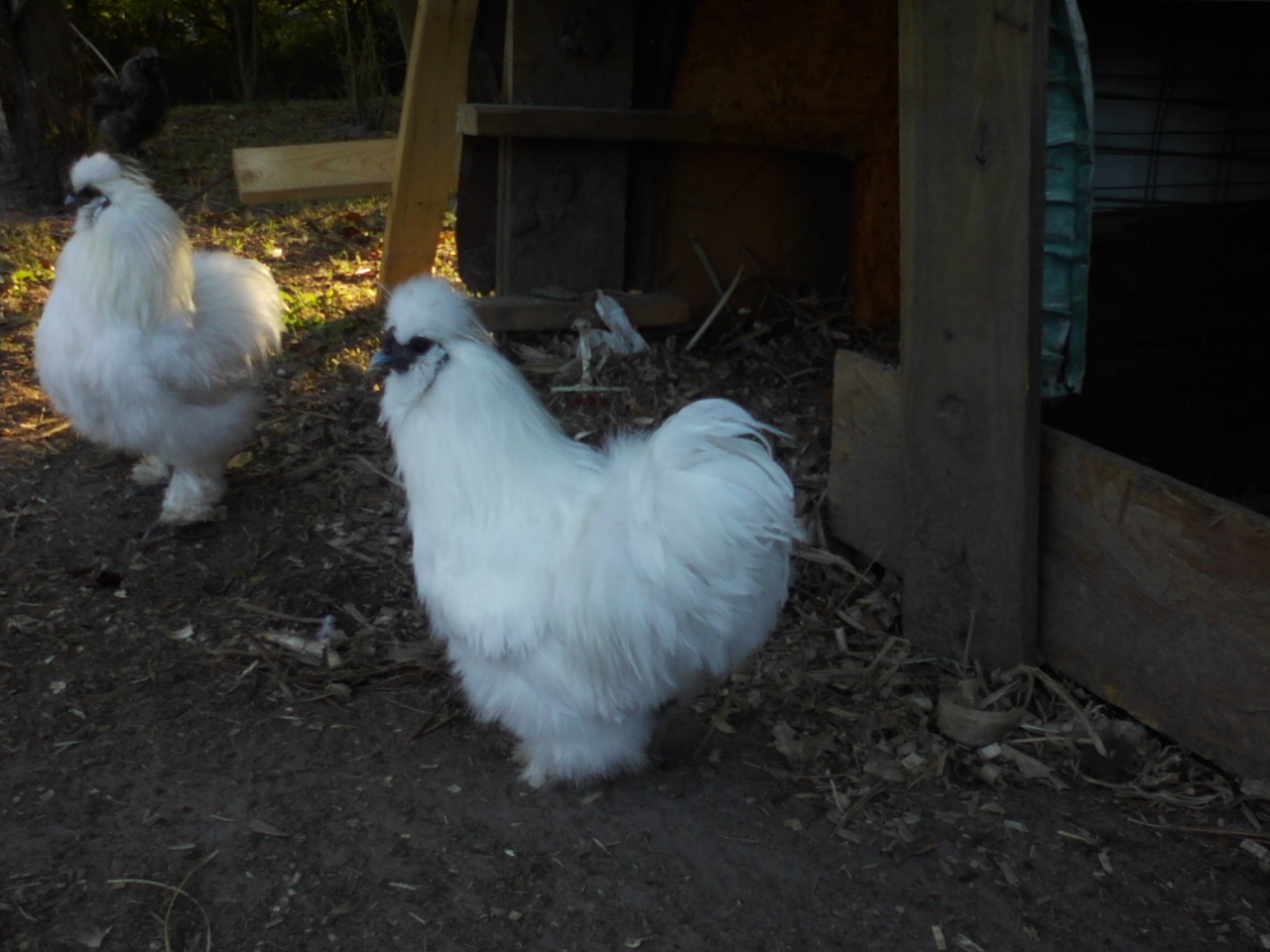 silkies