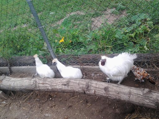 Silkies