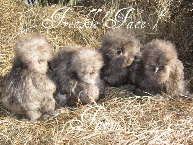 *
silkies