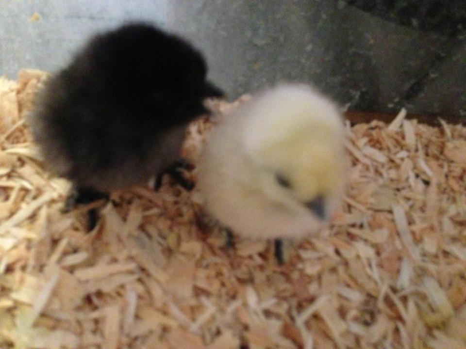Silkies!