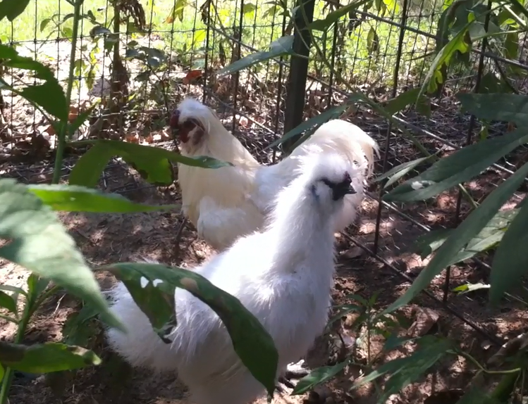 Silkies
