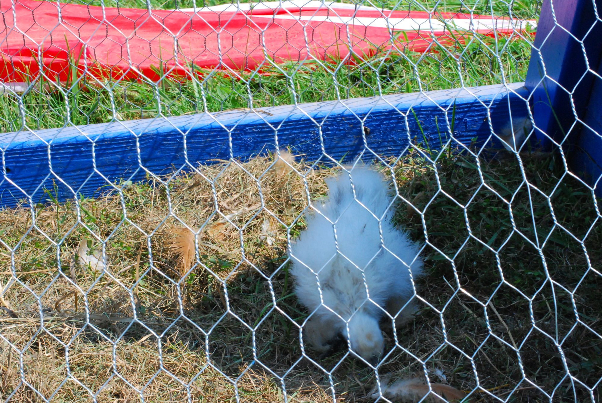 Silkies
