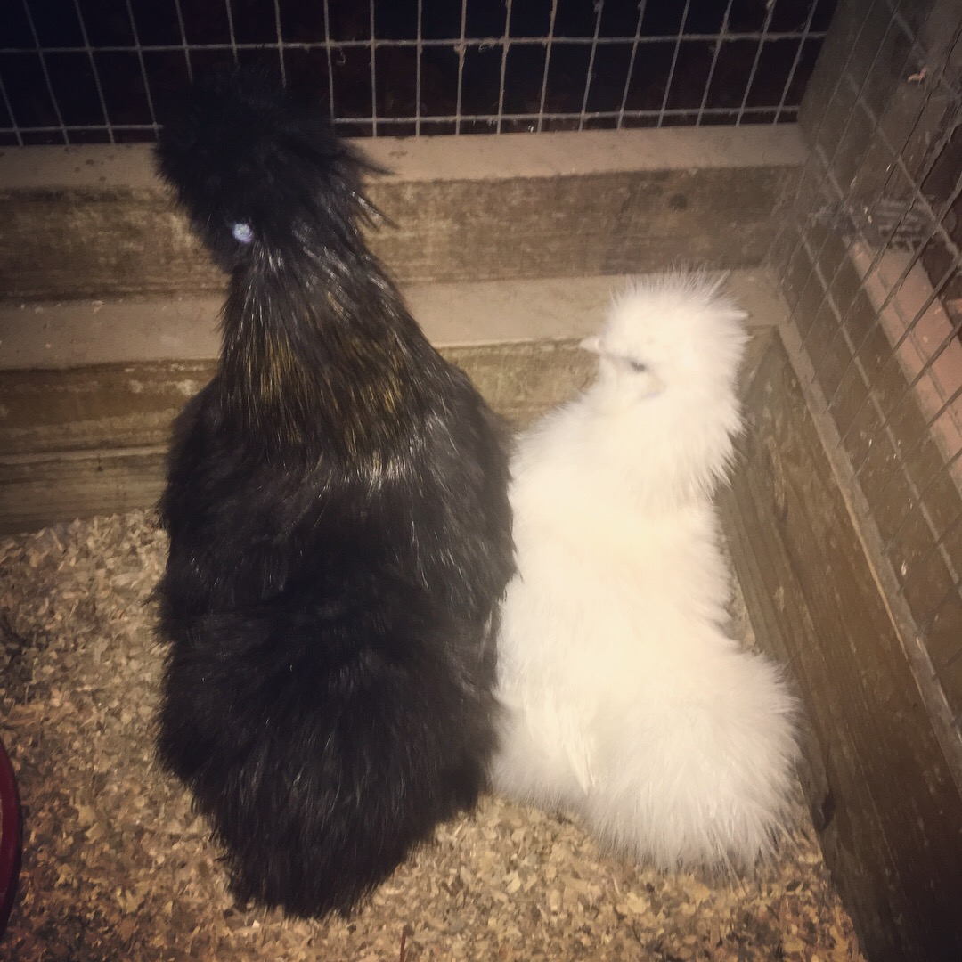 Silkies