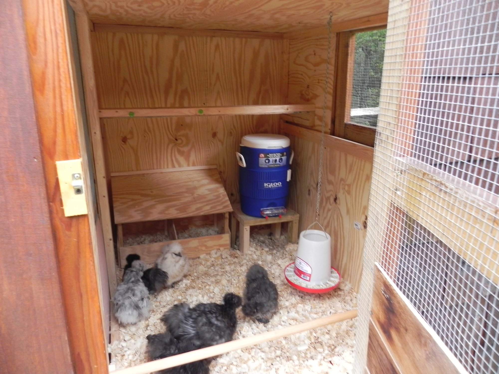 Silkies