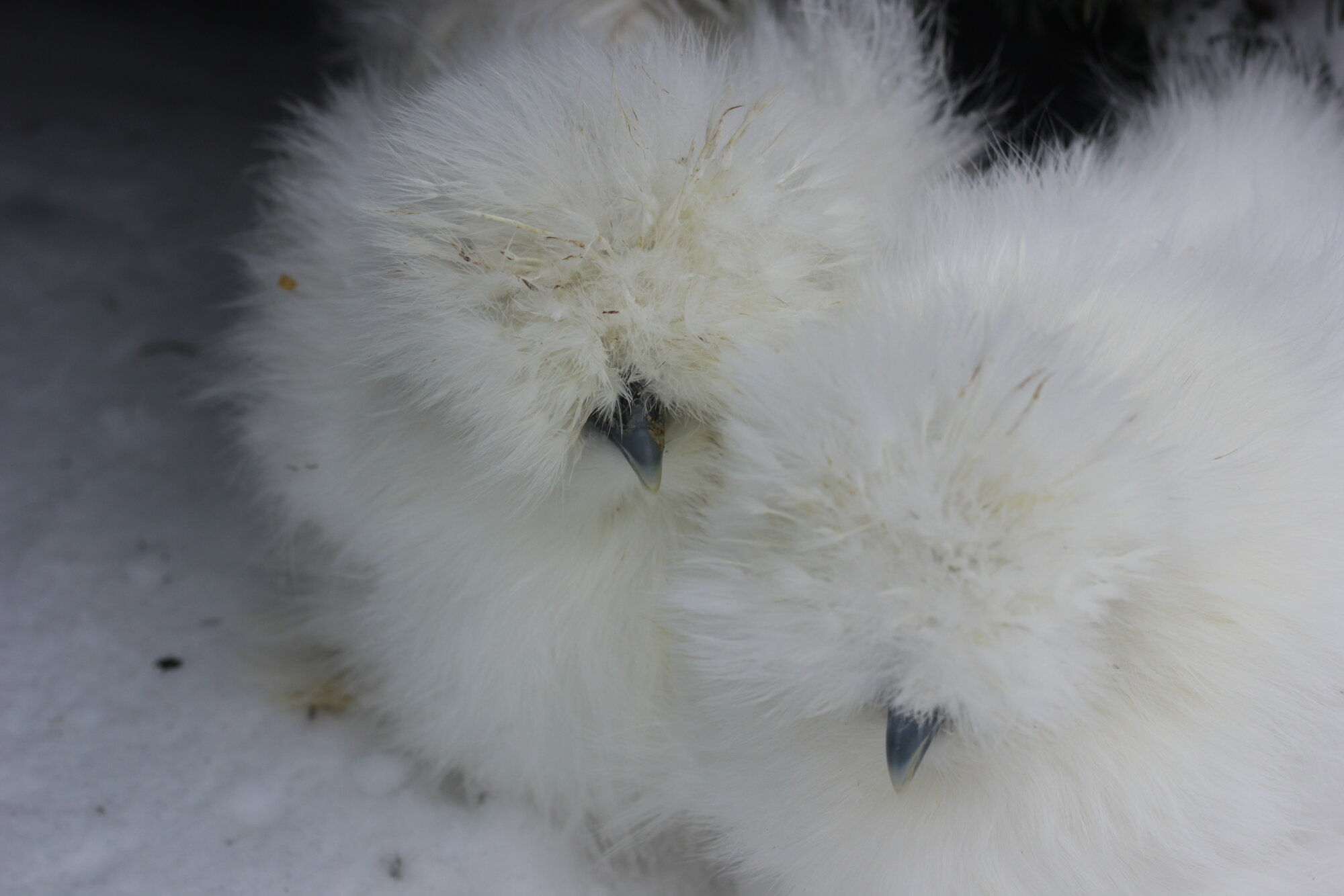 Silkies