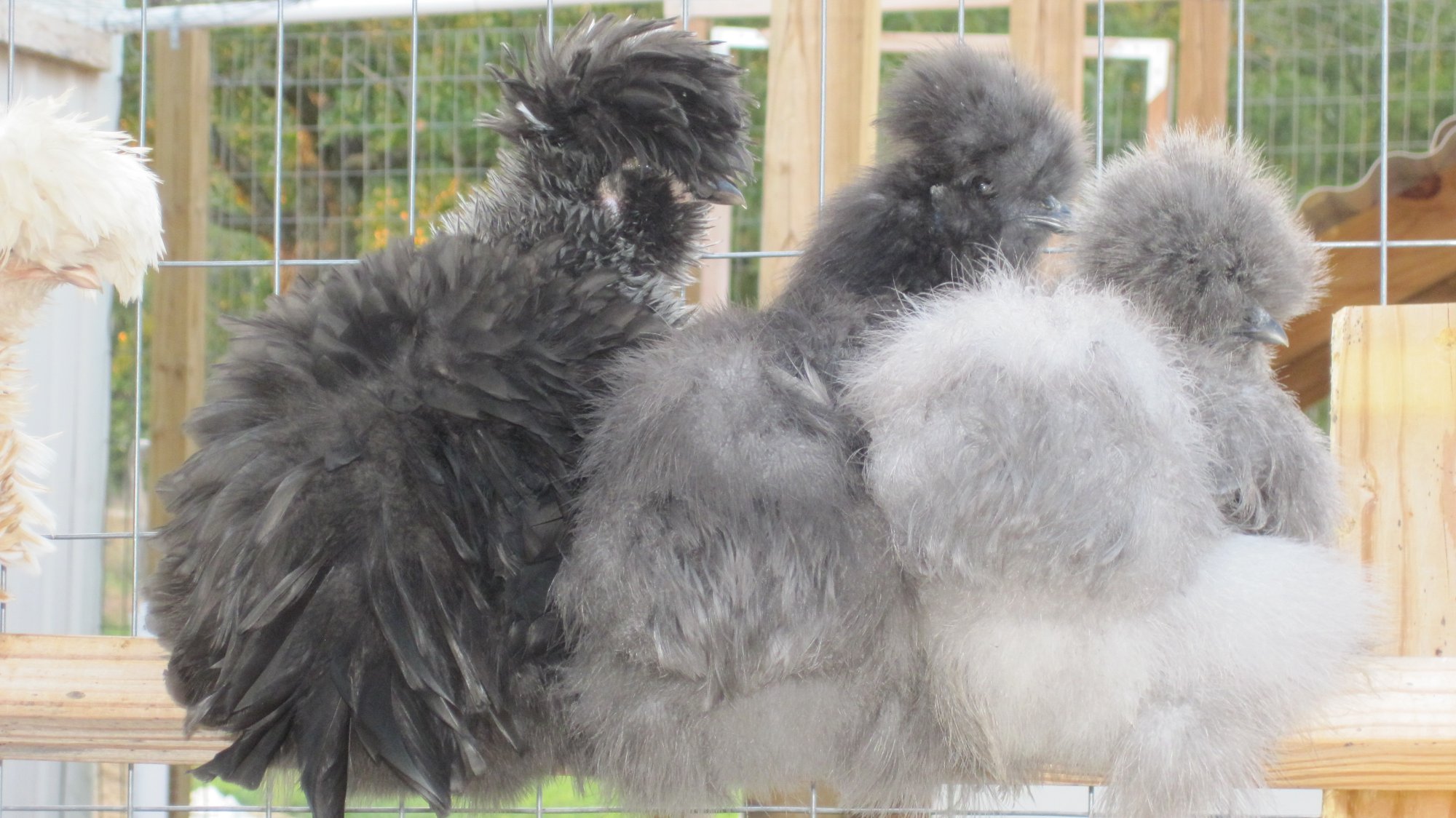 Silkies2