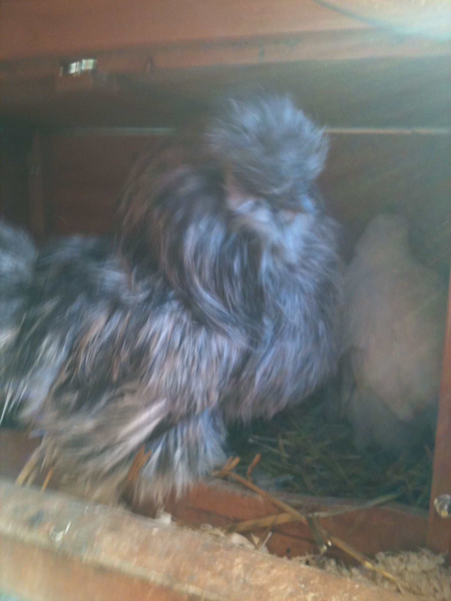 Silky bantam rooster, Whinnie