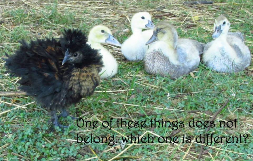 * silky chick chillin' with the baby ducks | BackYard Chickens - Learn How to Raise Chickens