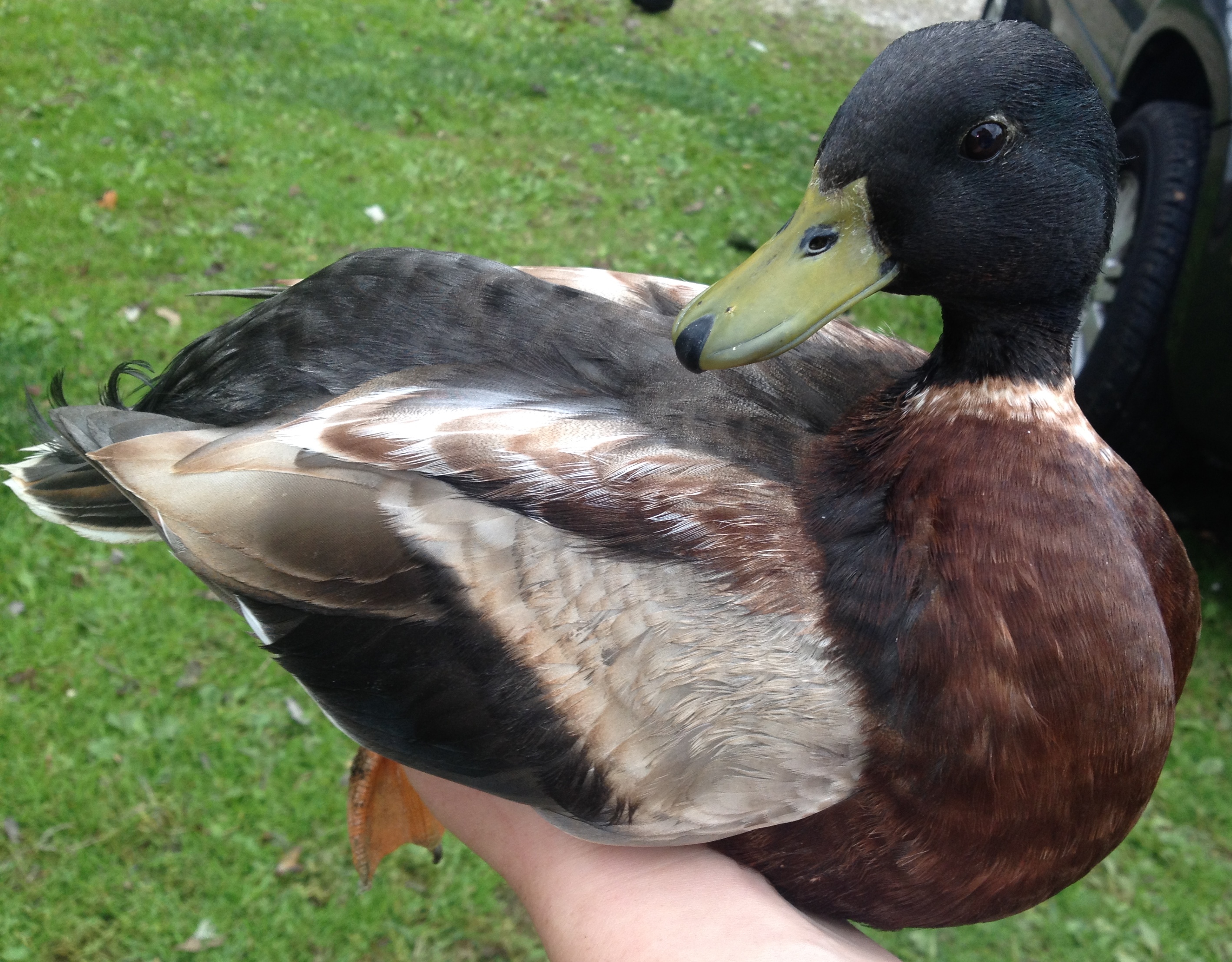 Silky Duck : normal feather but carries the genetics