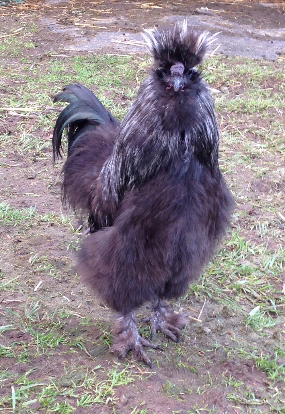 Silky the silkie roo