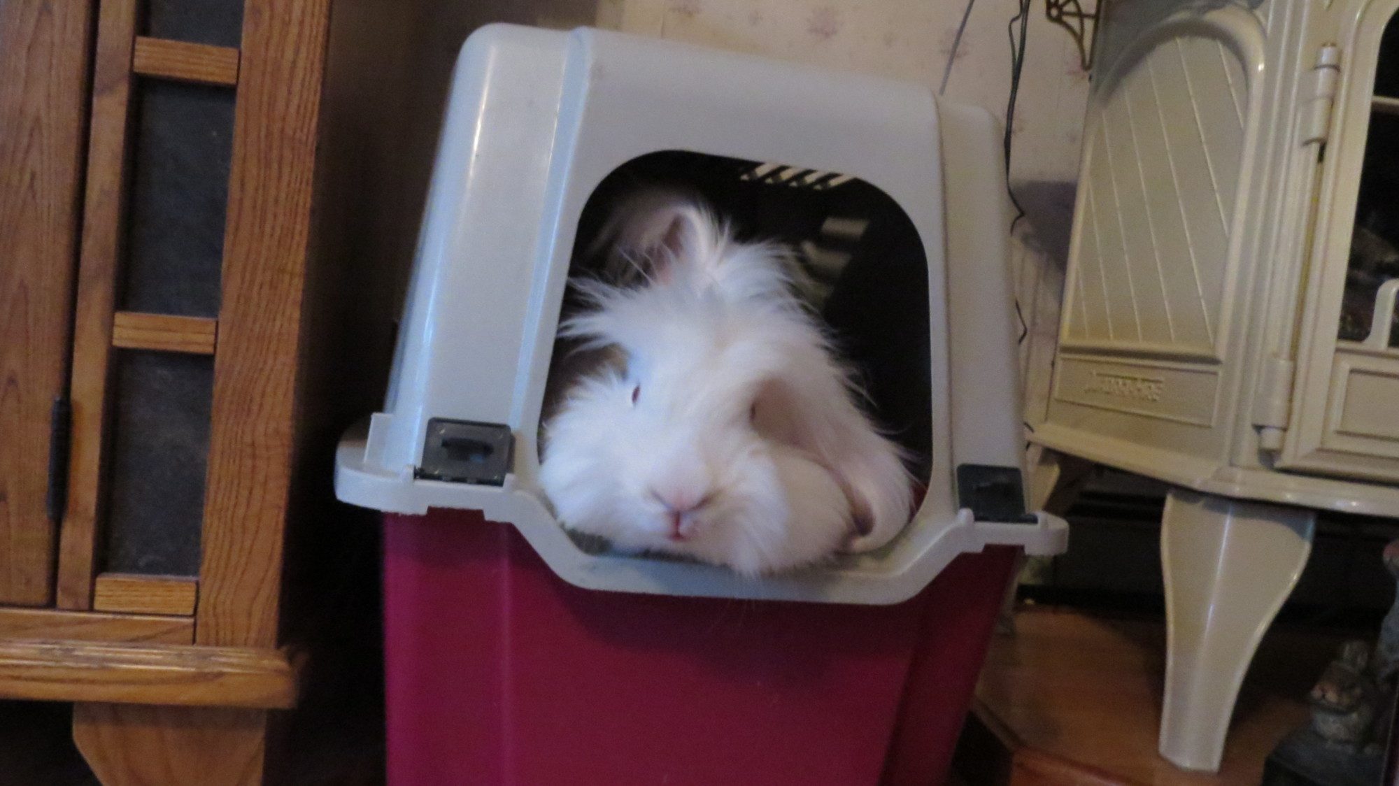 Silly Boy!  He loves to hop into the cat's litter box!  And the cats walk up to him wondering who are you?!