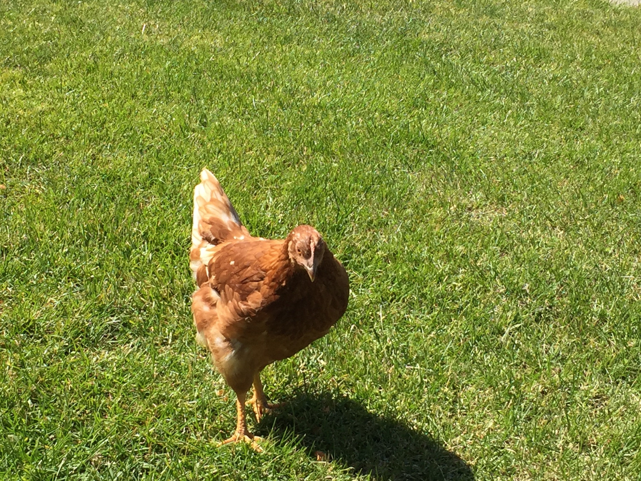 Silly Sally loves to be held