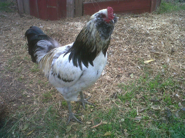 Silver Ameracauna Rooster aka "Fluffy"