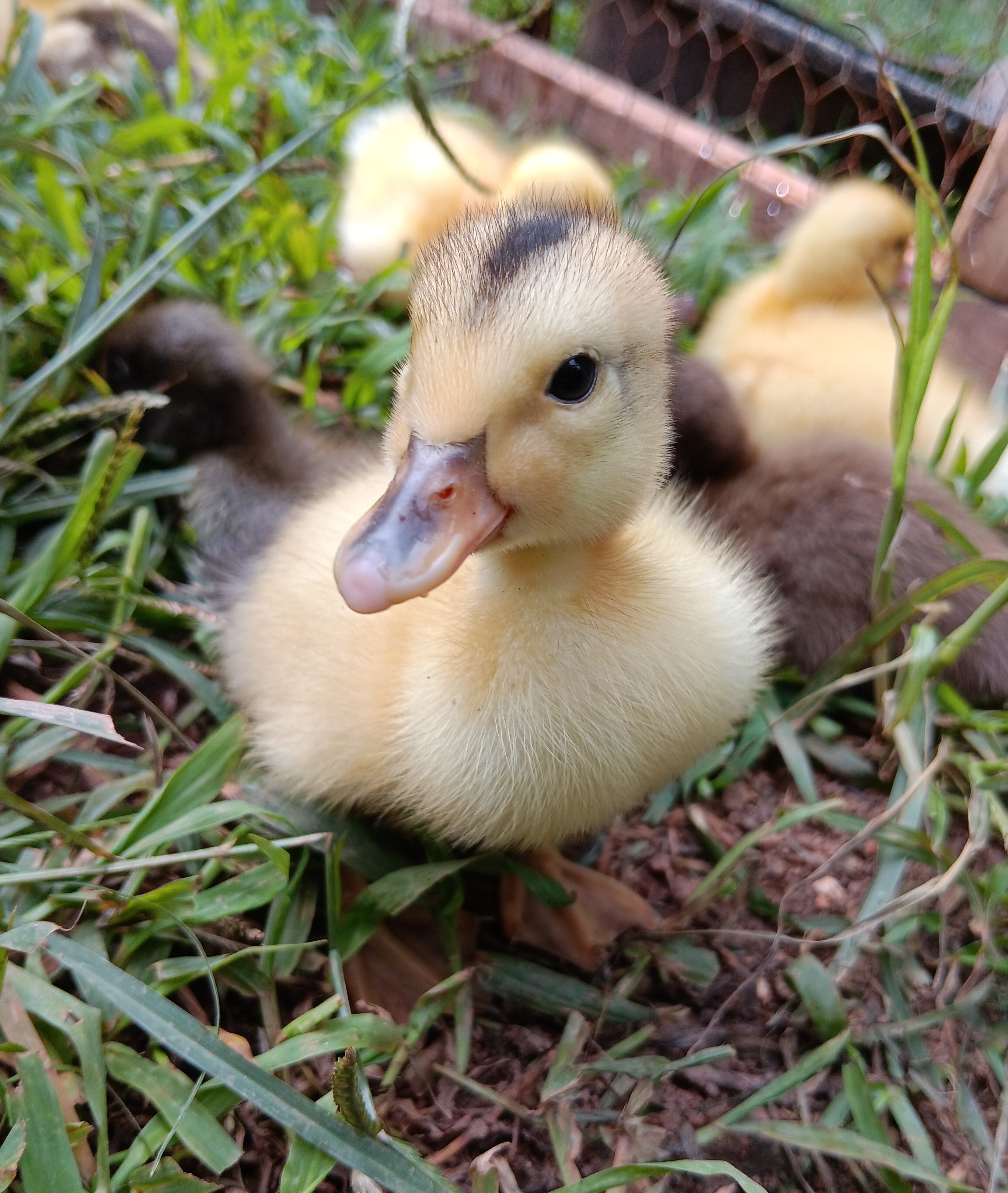 Silver Appleyard duckling