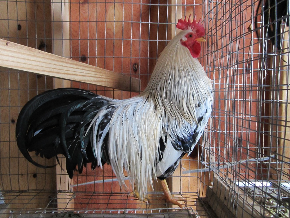 Silver Badger - Hackle Rooster