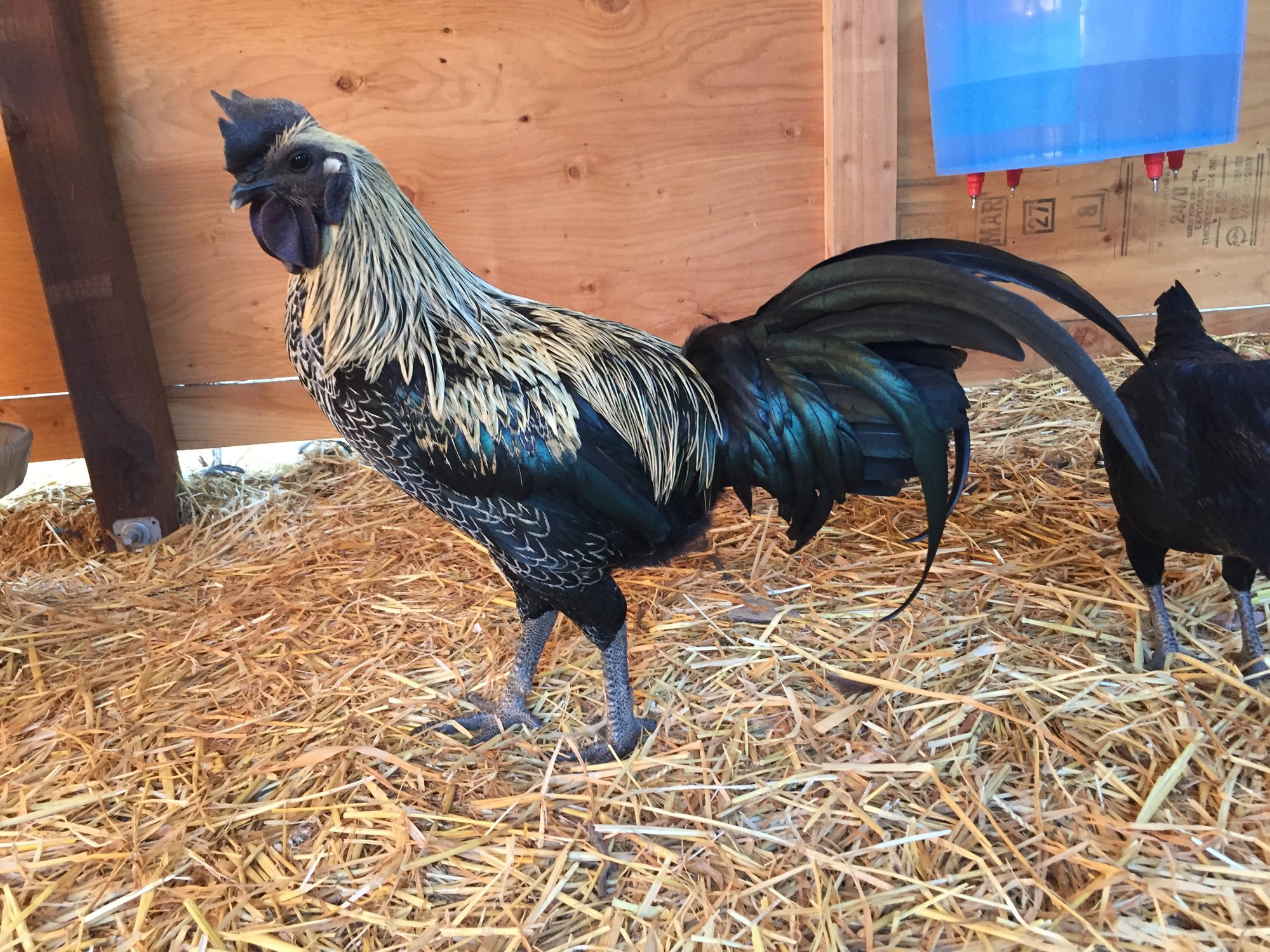 Silver Birchen Hmong