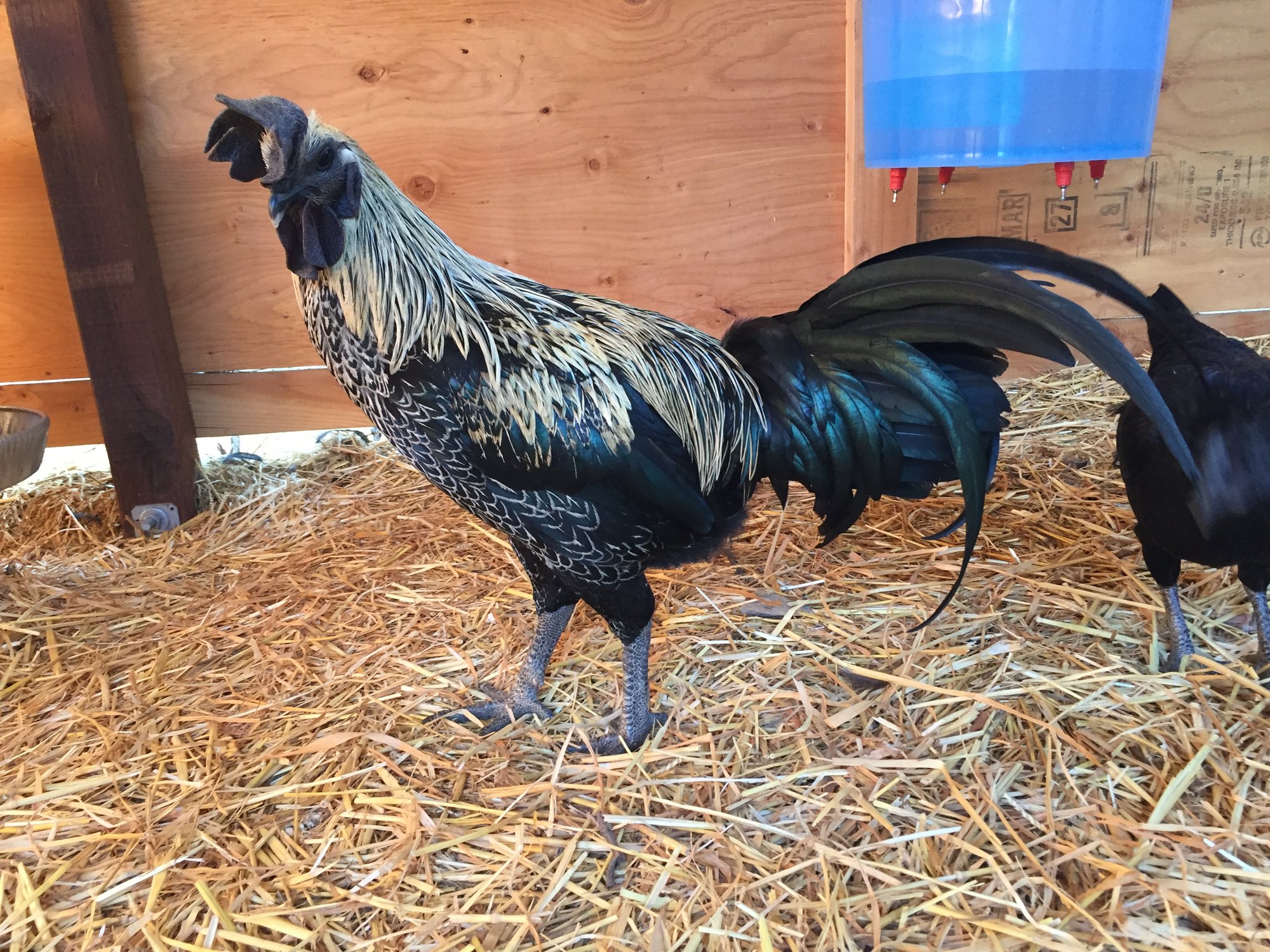 Silver Birchen Hmong