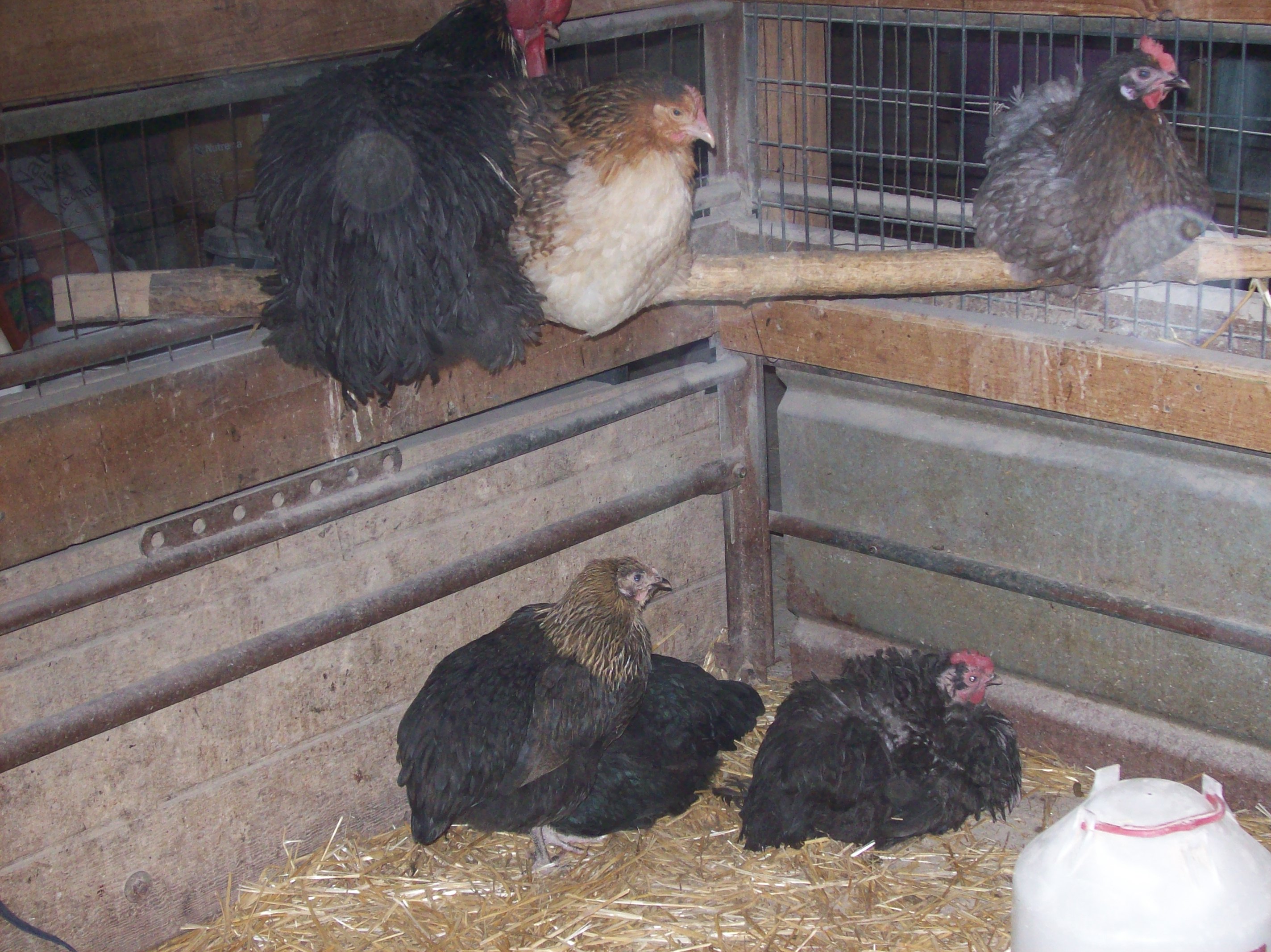 Silver Birchen Orpington rooster top left, wheaten hen.  blue birchen hen, Bottom  Gold Birchen pullets, and my molting silver birchen hen.  She is not naked neck!!!!