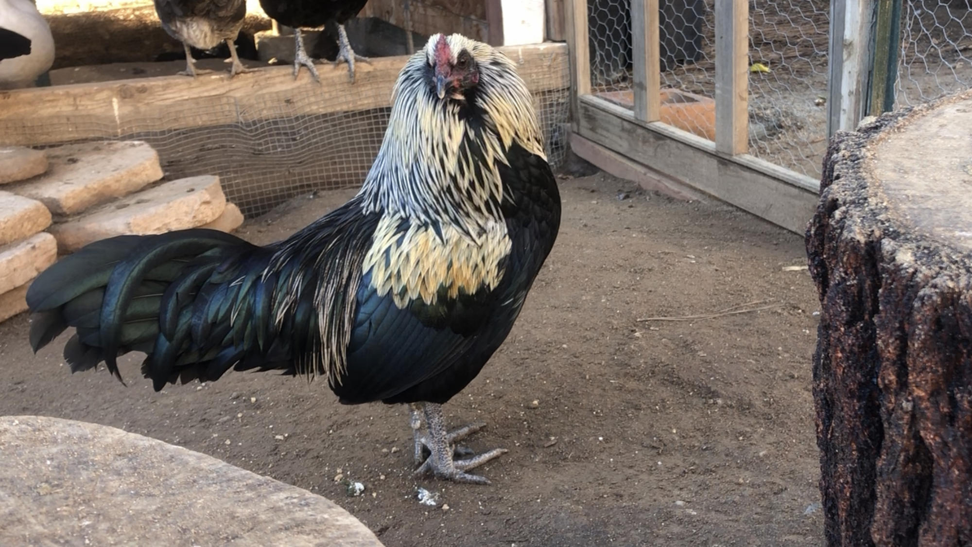 Silver Birchen Ponape