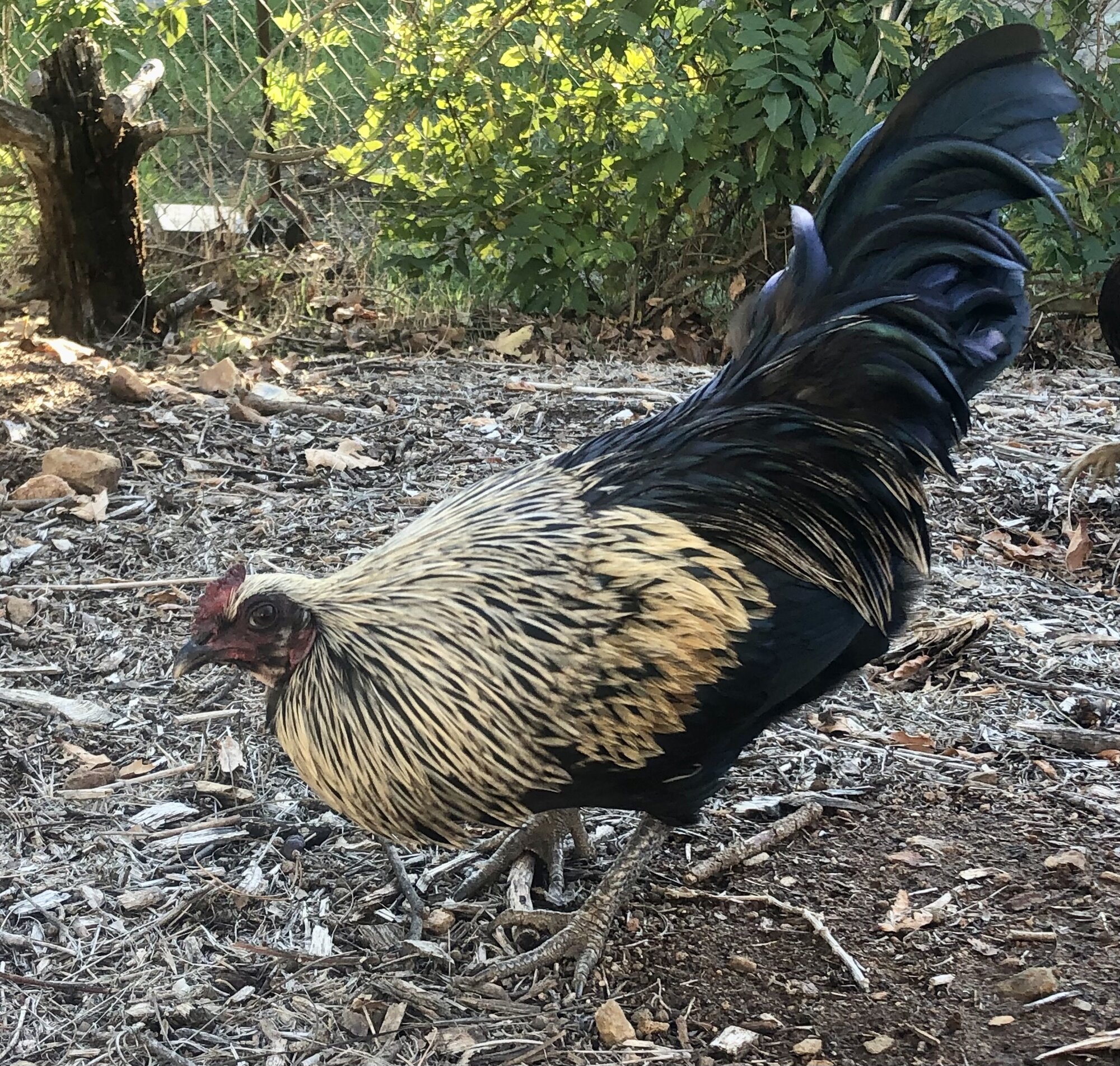 Silver Birchen Ponape