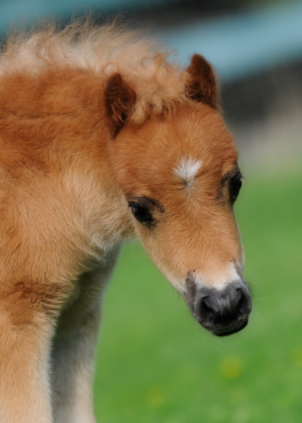 Silver Birchs Aurora 2012 filly