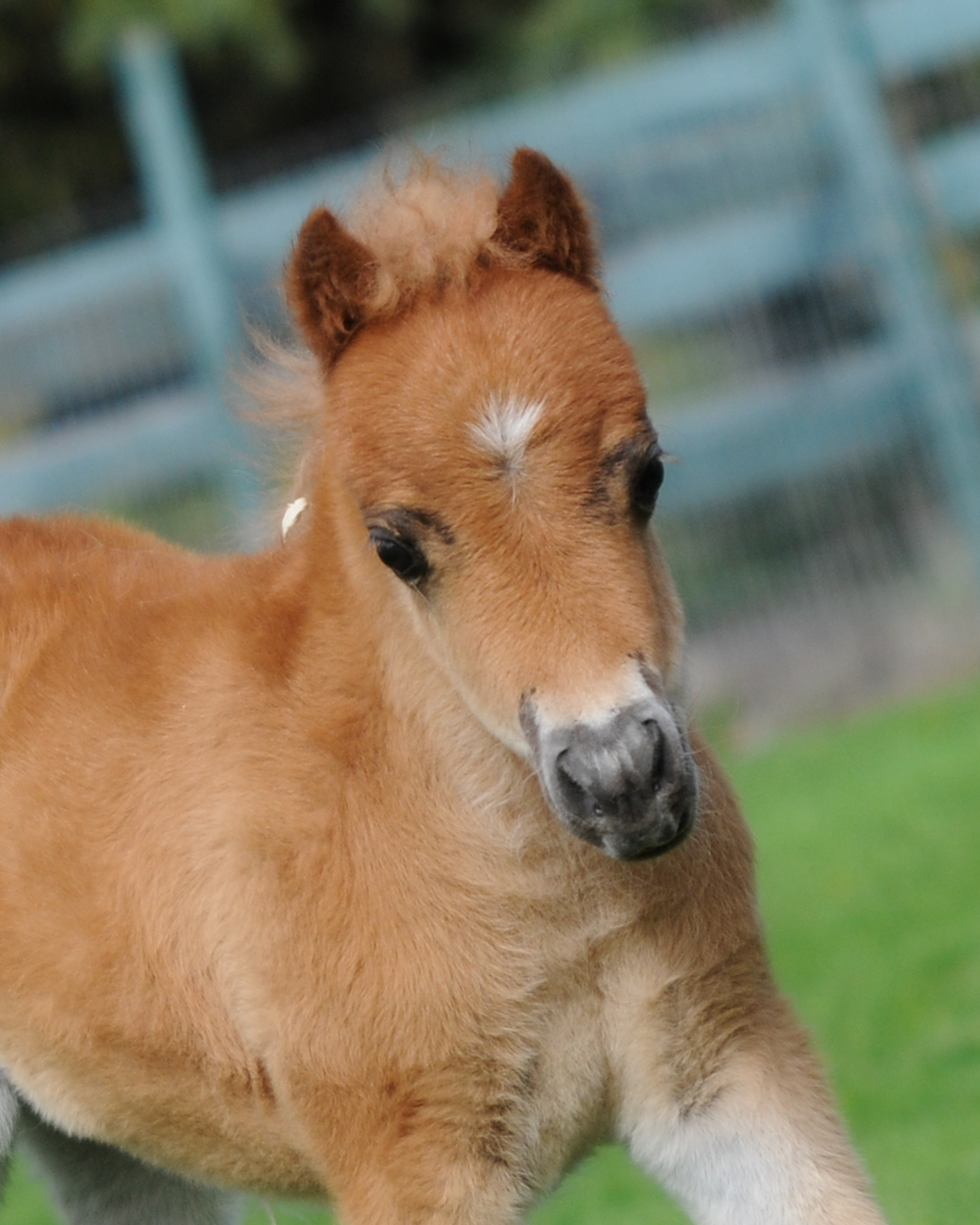 Silver Birchs Aurora