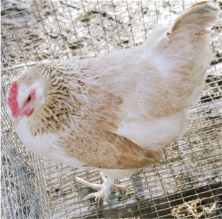 Silver Blue Wheaten Marans hen.    She should be cleaner as well, no black in the neck hackles.  Coloration is very pale in comparison to the gold Wheaten.
  All these project birds need some tweeking yet.  But out of all of them these Silver Wheaten lay usually the darkest eggs.  5's or 6's usually.